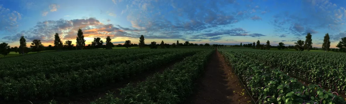 EXTERIOR – ANIMATION – 3DS MAX – 486