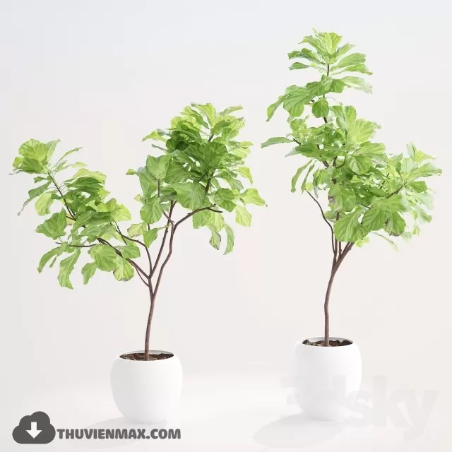 PLANTS – 3DSKY MODEL – 06 PLANTS – 3DSKY MODEL – 06