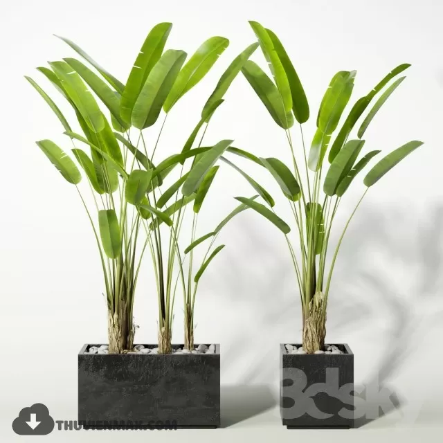 PLANTS – 3DSKY MODEL – 17 PLANTS – 3DSKY MODEL – 17