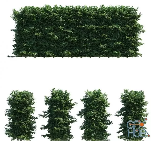 Beech Hedges 3D Models Pack Beech Hedges 3D Models Pack