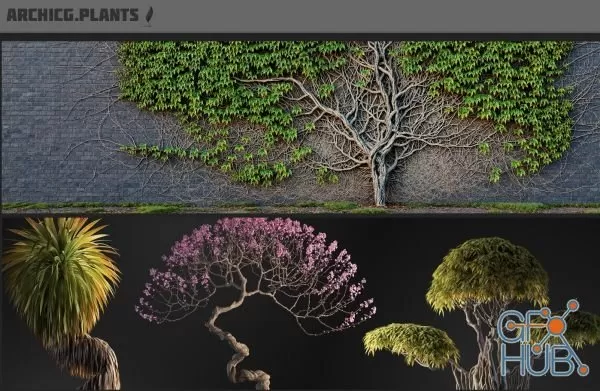 Bonsai for Interior v.1 Bonsai for Interior v.1