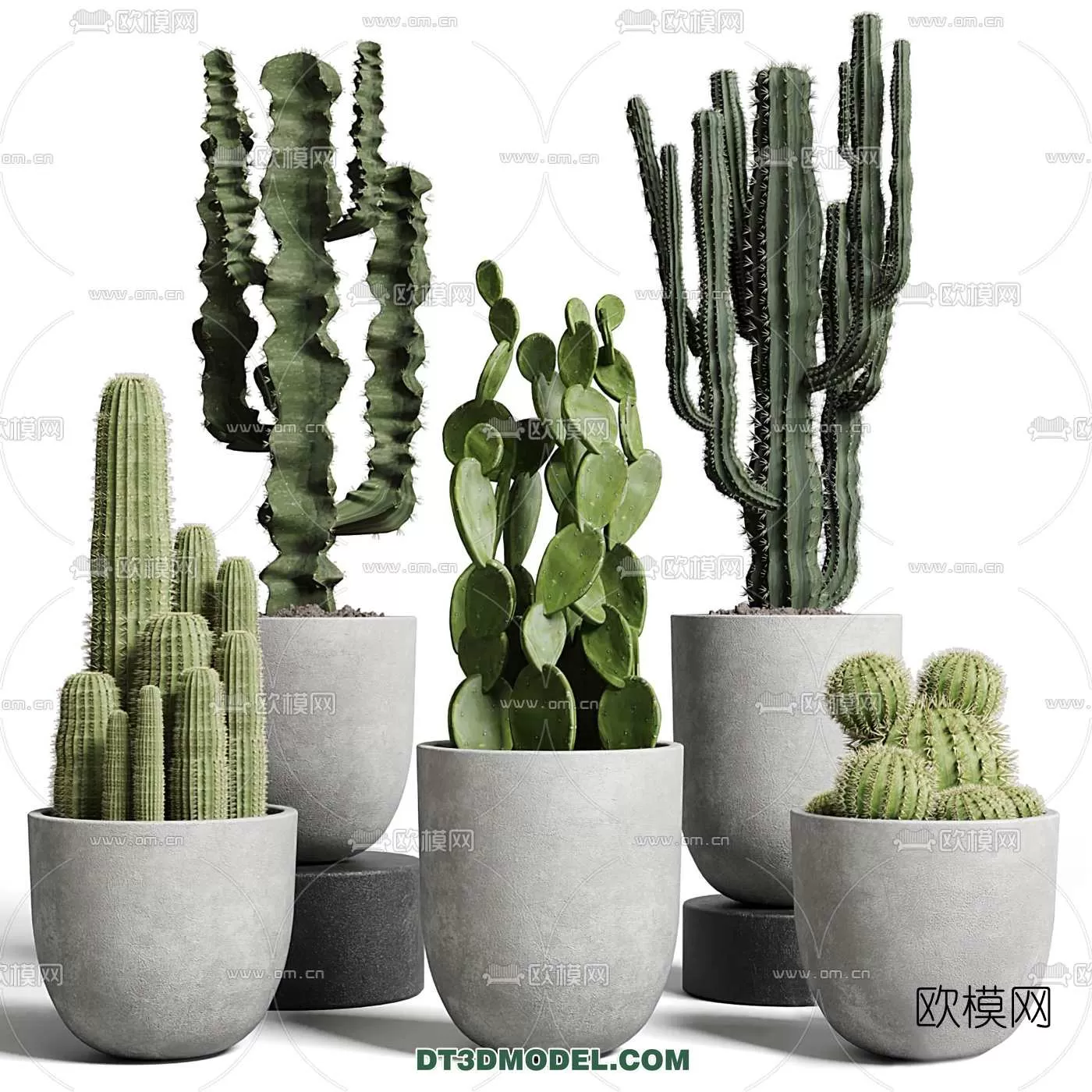 PLANT – CACTUS 3DMODELS – 002