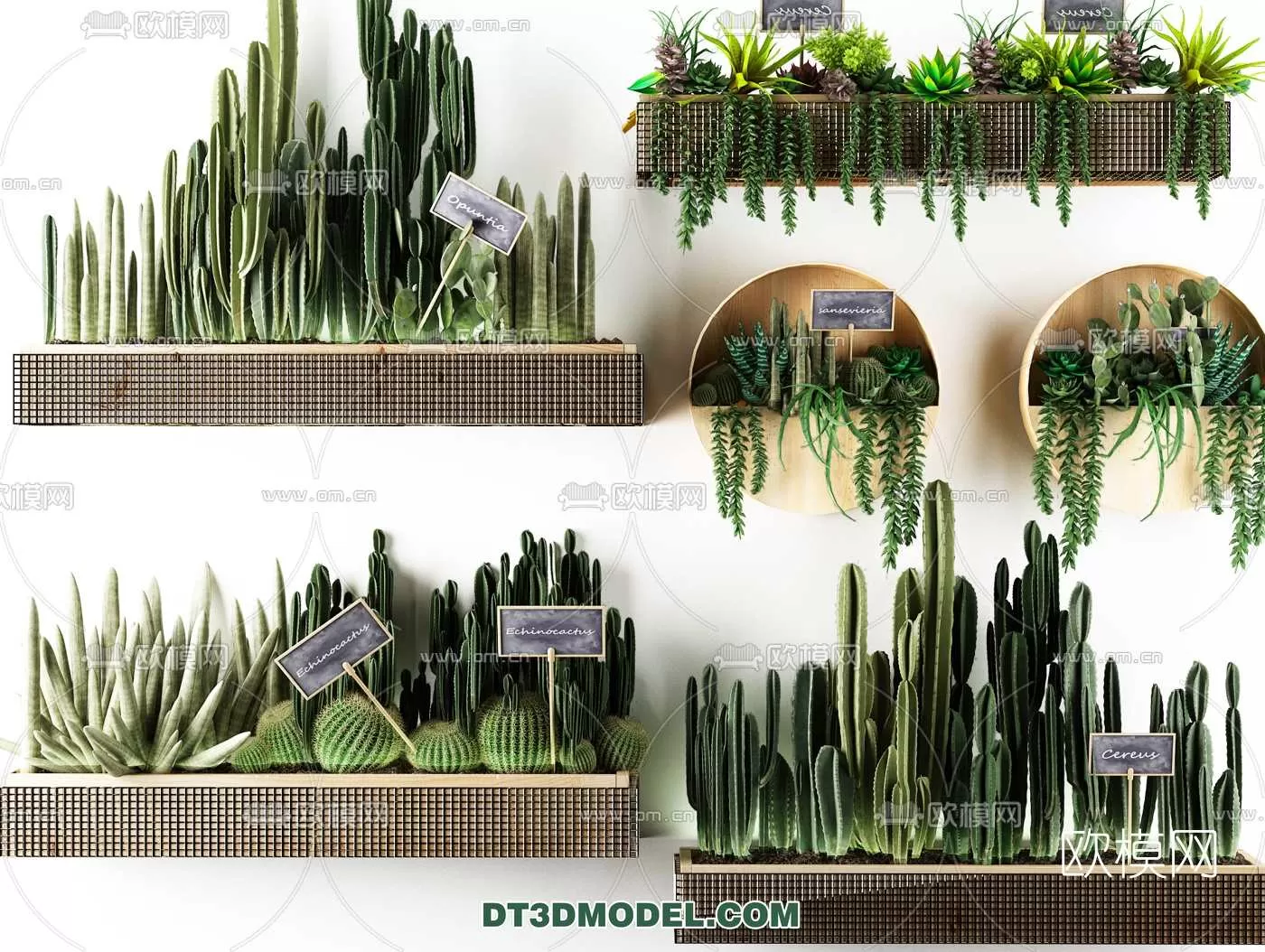 PLANT – CACTUS 3DMODELS – 003