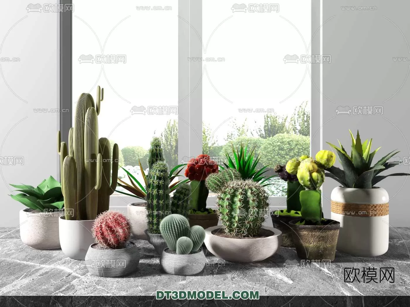 PLANT – CACTUS 3DMODELS – 004