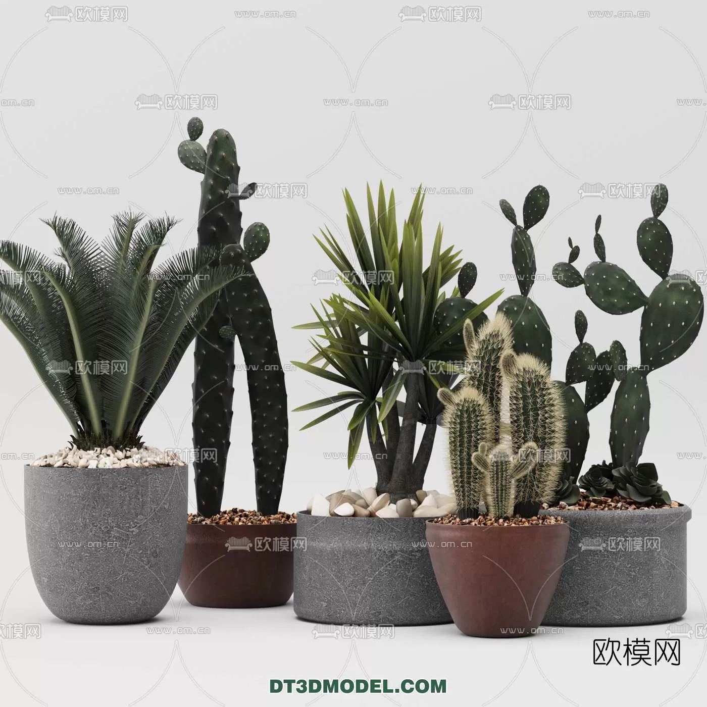 PLANT – CACTUS 3DMODELS – 005
