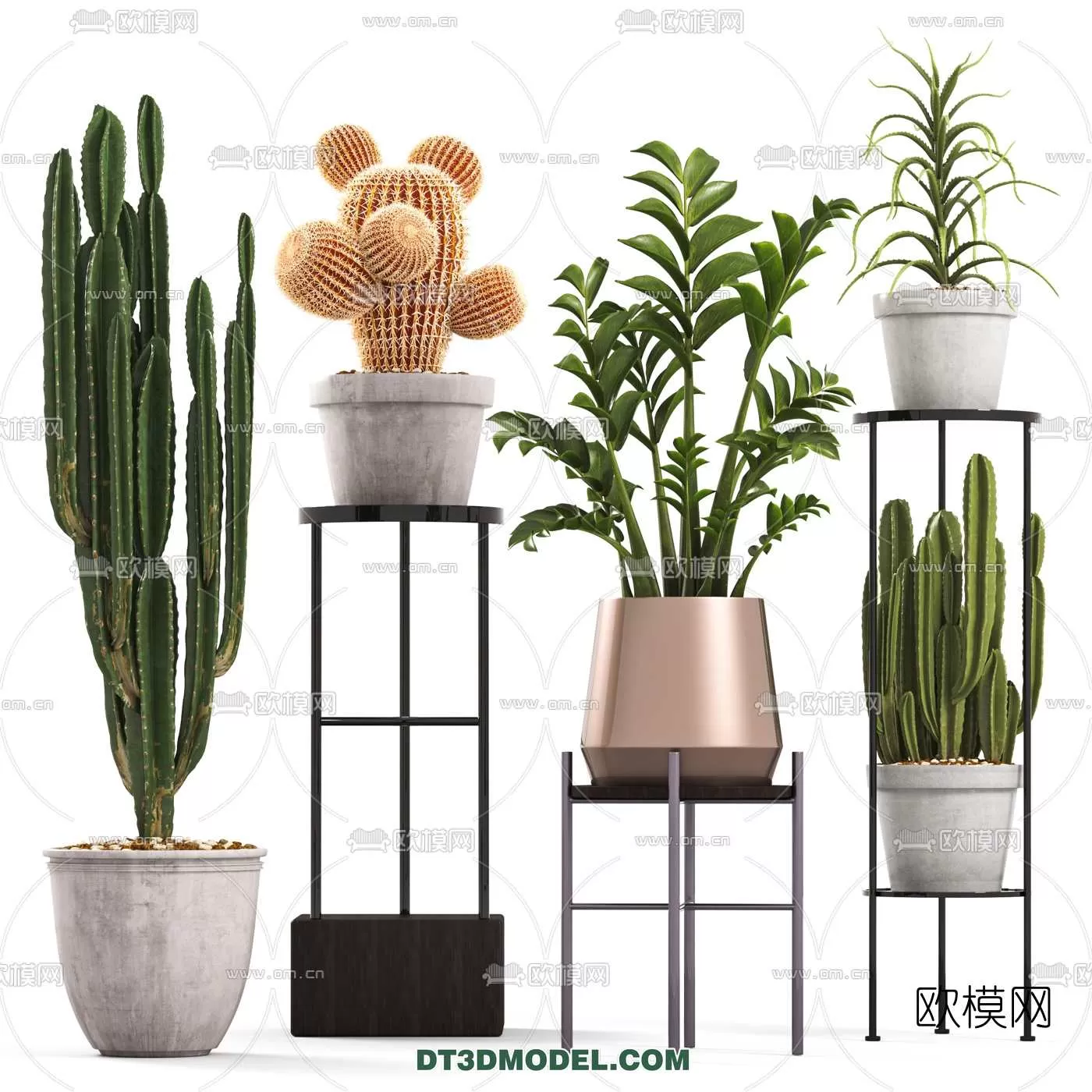 PLANT – CACTUS 3DMODELS – 006