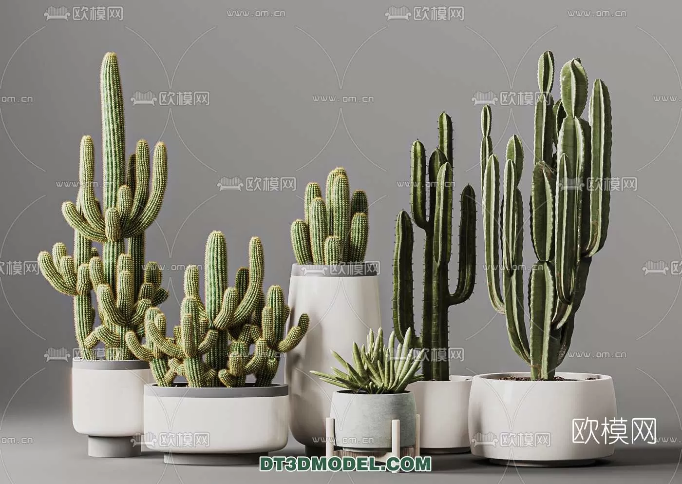 PLANT – CACTUS 3DMODELS – 009