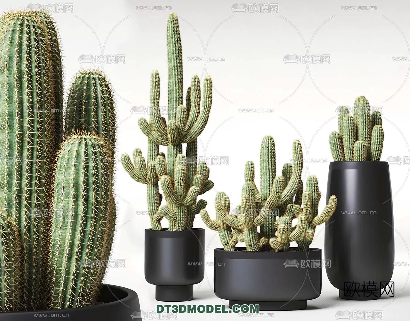 PLANT – CACTUS 3DMODELS – 010