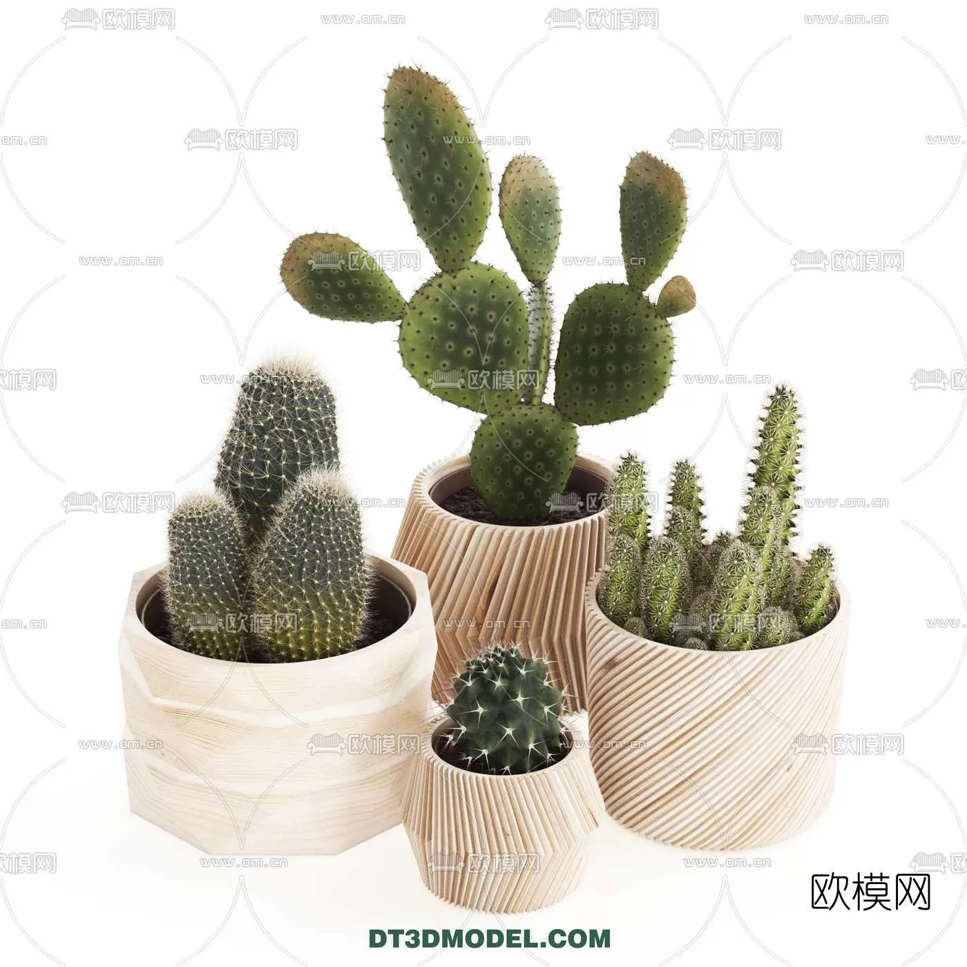 PLANT – CACTUS 3DMODELS – 011