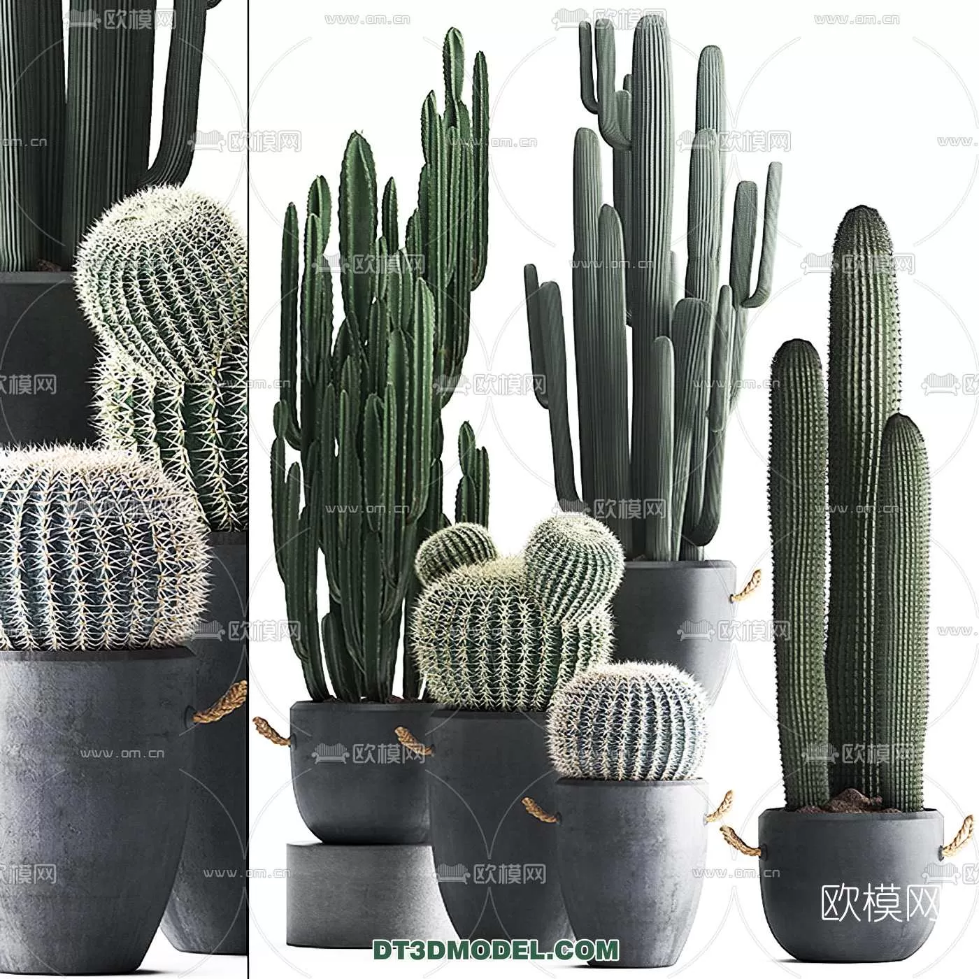 PLANT – CACTUS 3DMODELS – 012