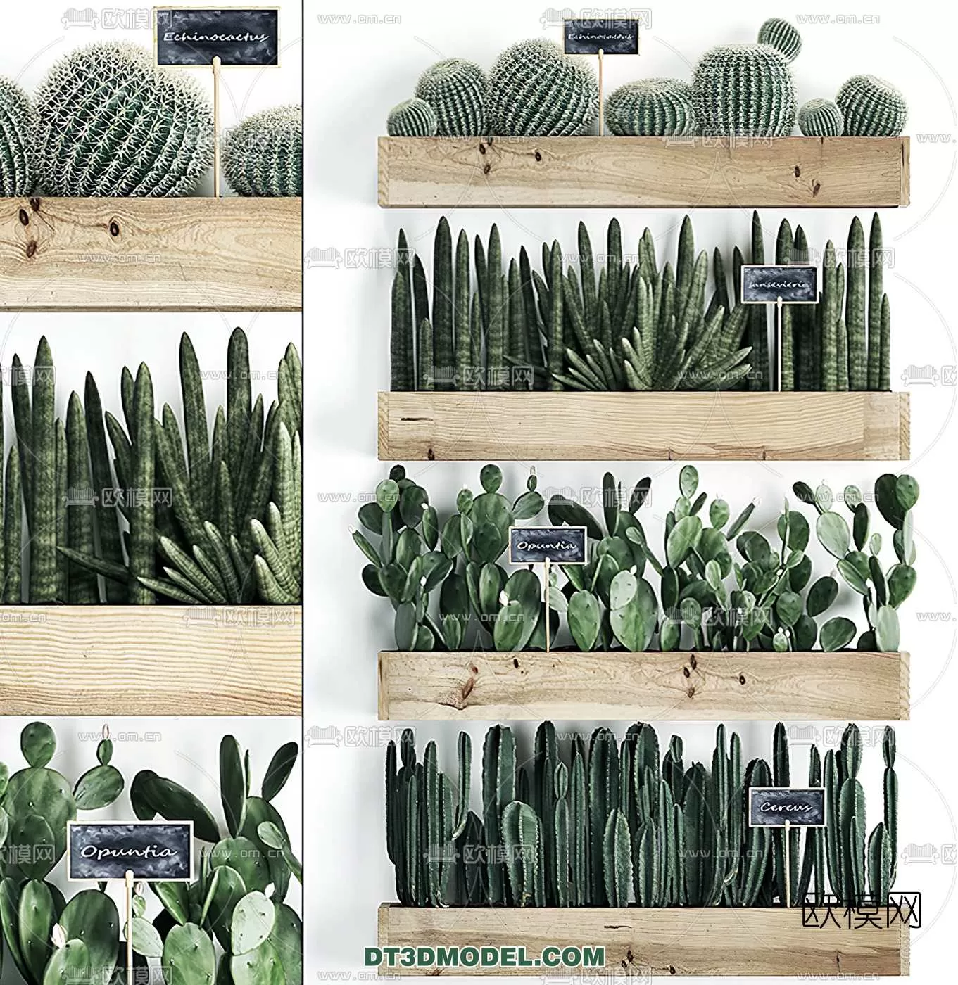 PLANT – CACTUS 3DMODELS – 014