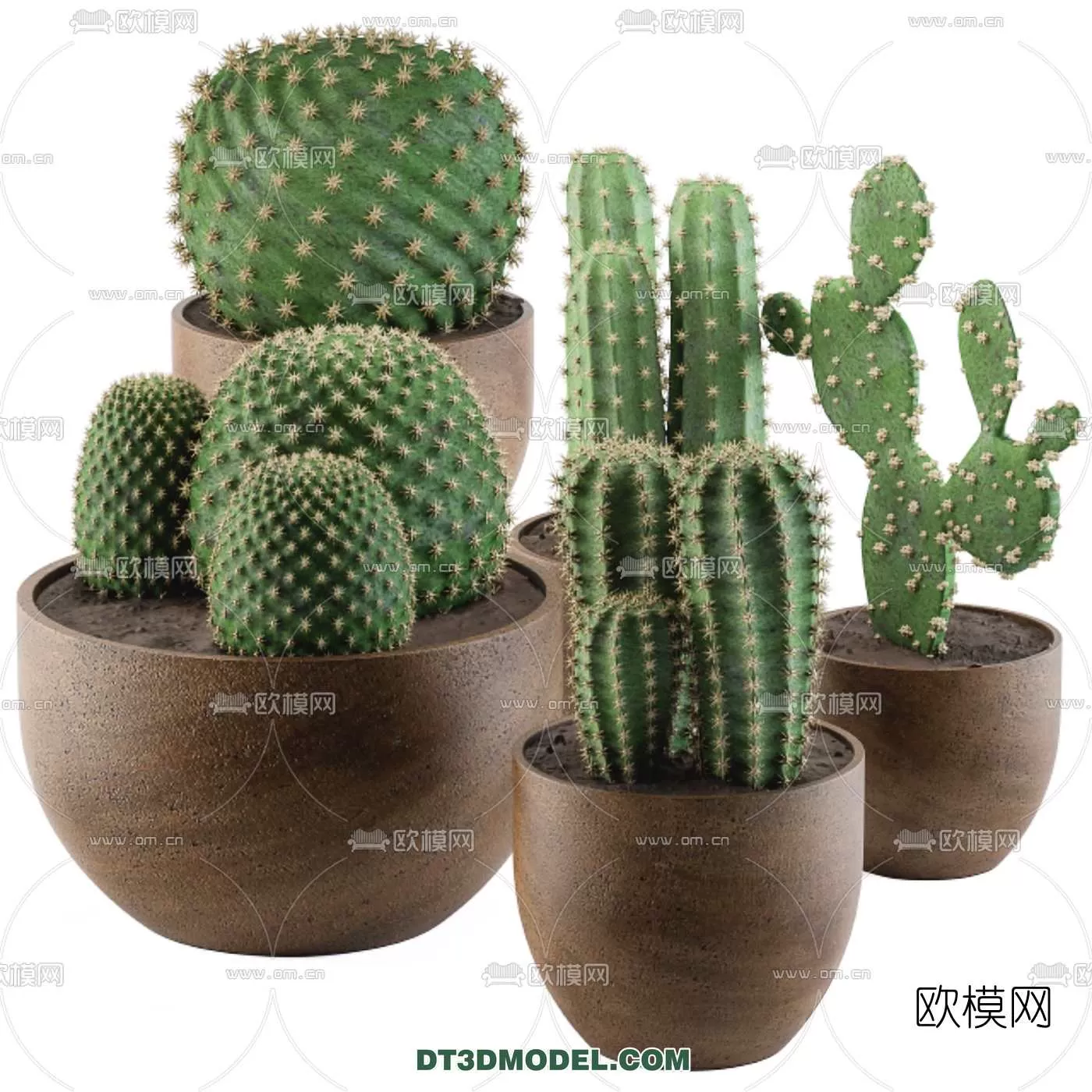 PLANT – CACTUS 3DMODELS – 015