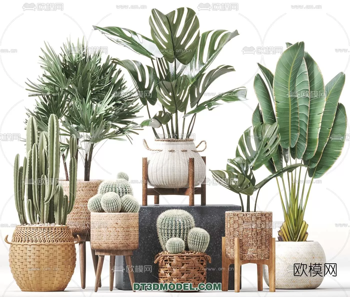 PLANT – CACTUS 3DMODELS – 019