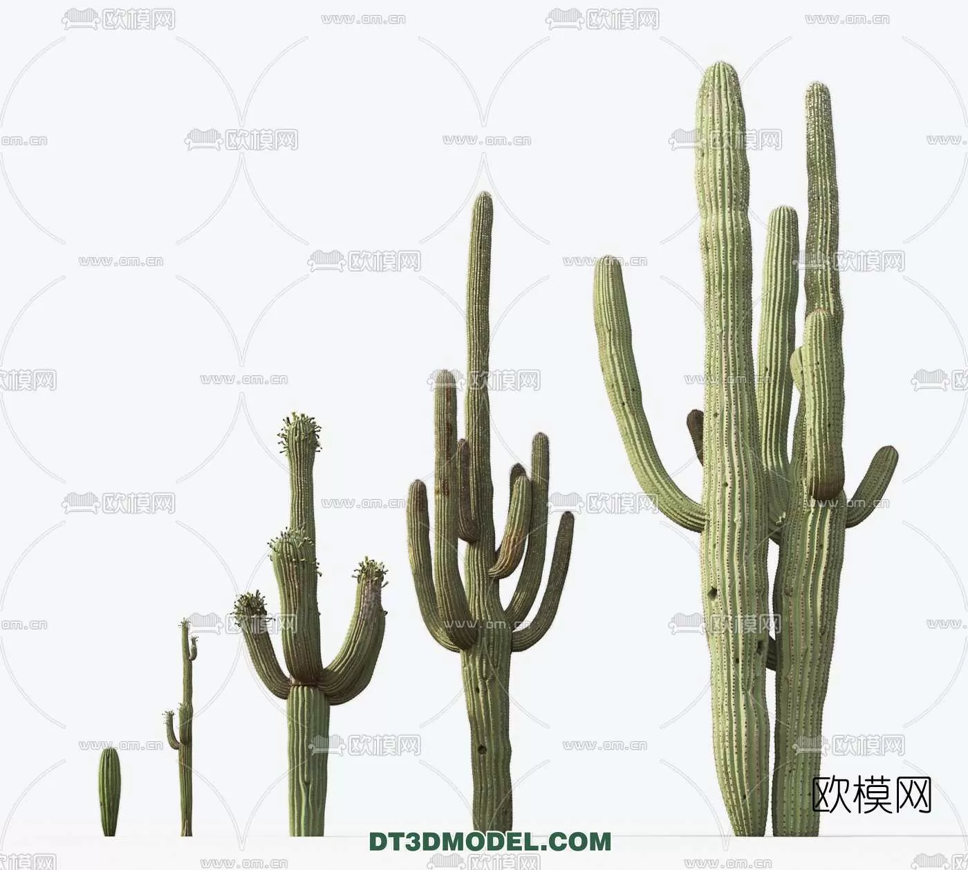 PLANT – CACTUS 3DMODELS – 022
