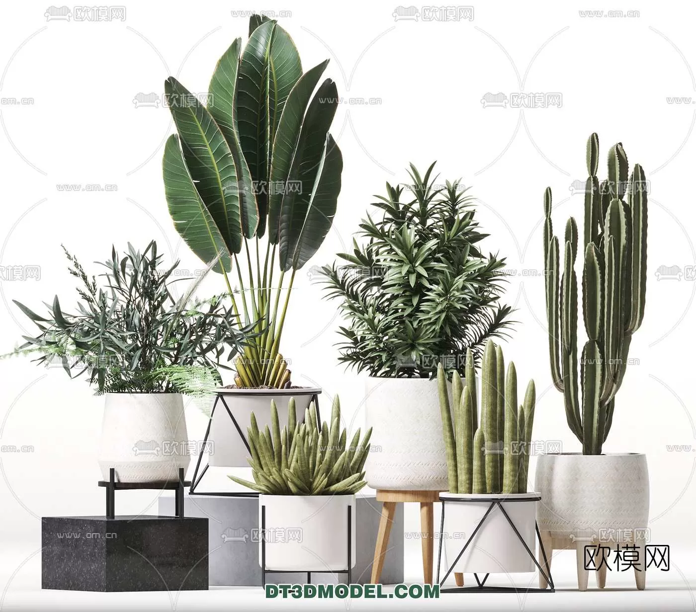 PLANT – CACTUS 3DMODELS – 025