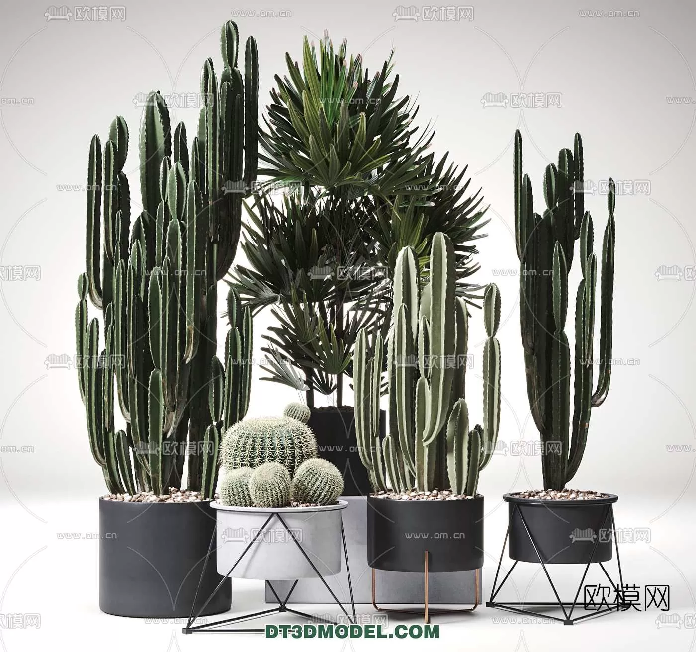PLANT – CACTUS 3DMODELS – 026