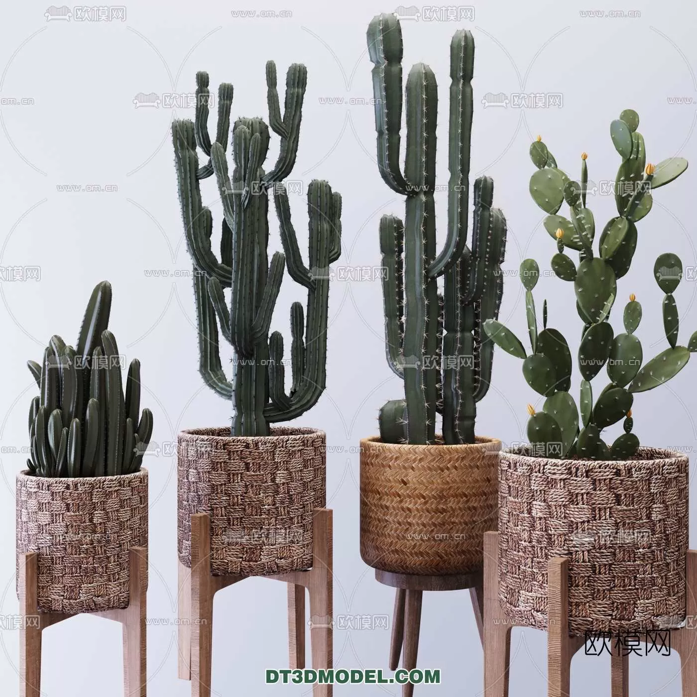 PLANT – CACTUS 3DMODELS – 027