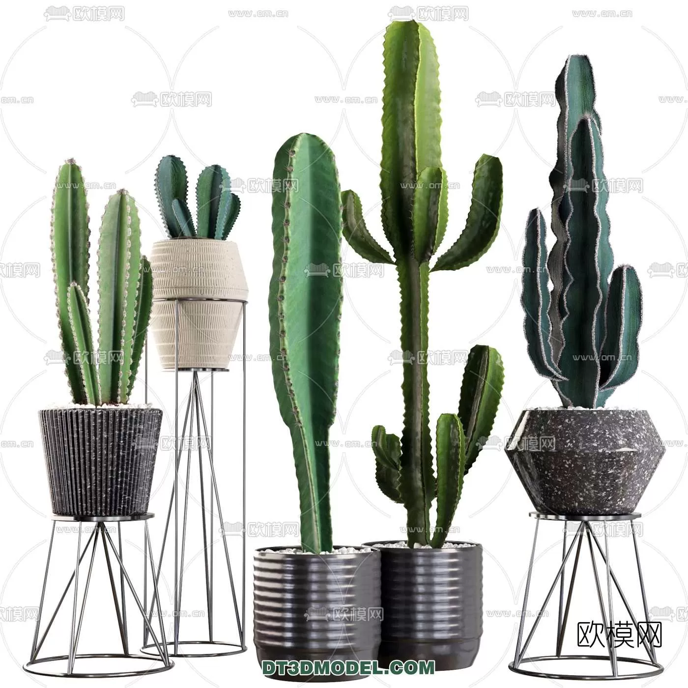 PLANT – CACTUS 3DMODELS – 028