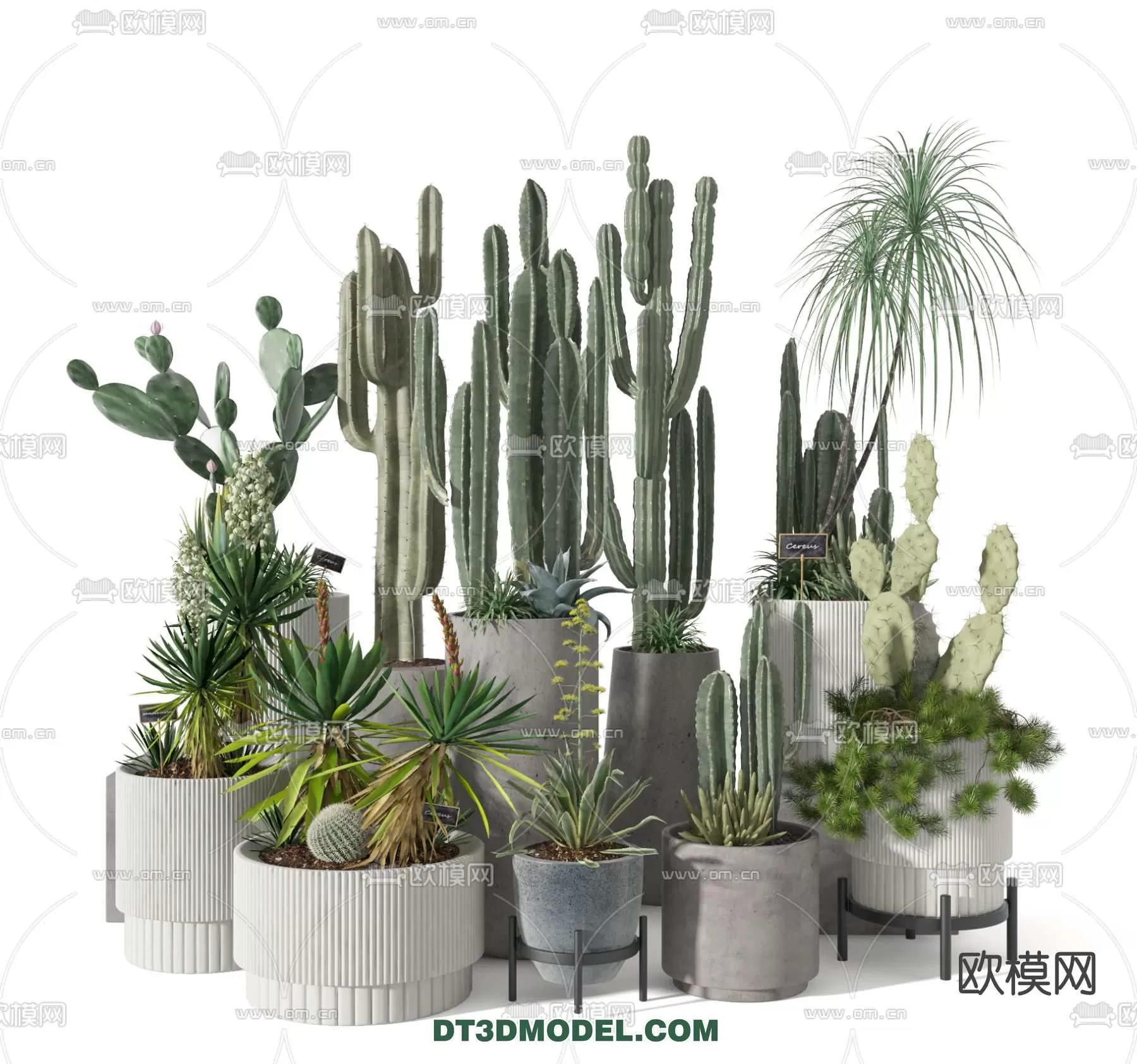 PLANT – CACTUS 3DMODELS – 030