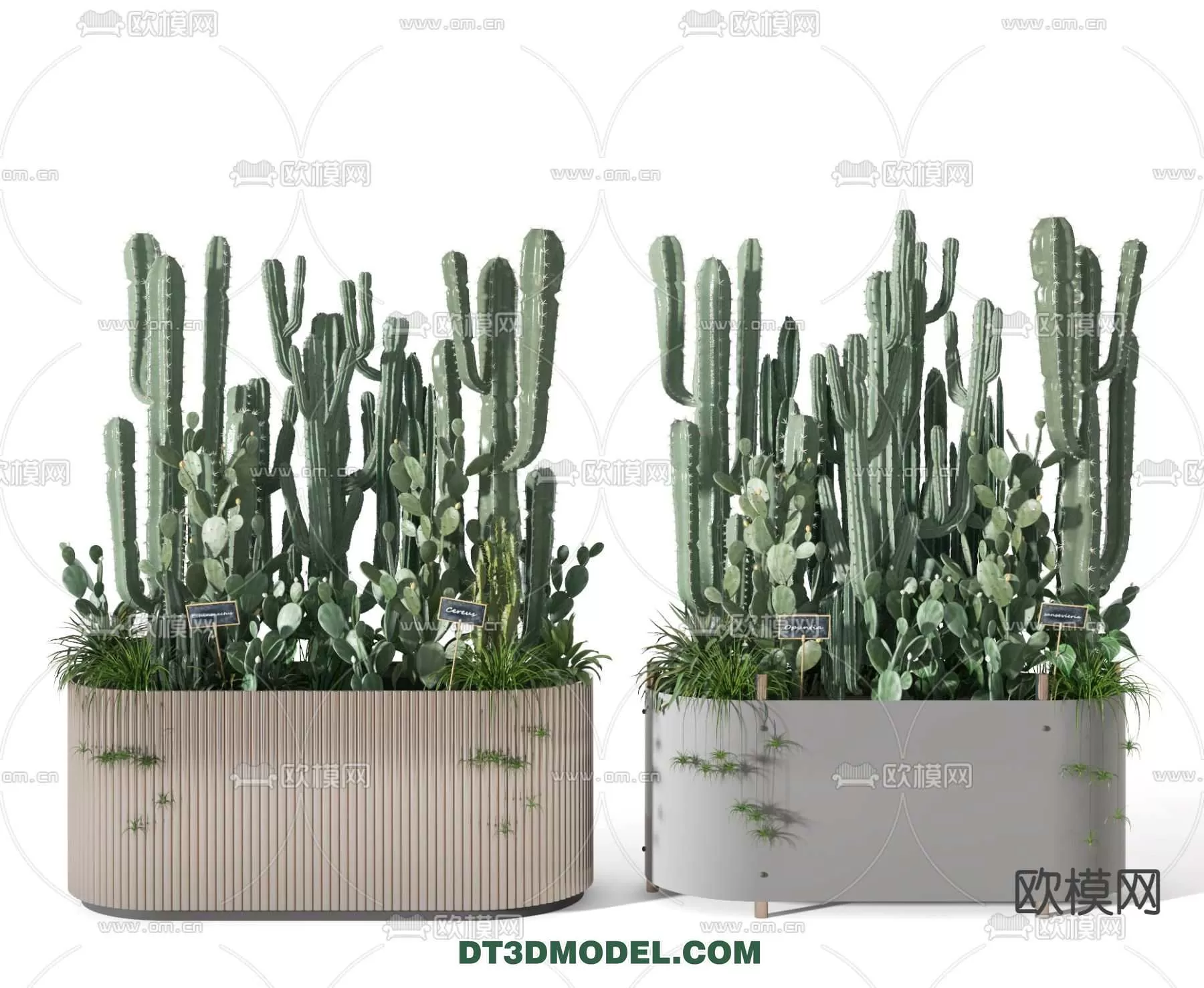 PLANT – CACTUS 3DMODELS – 032