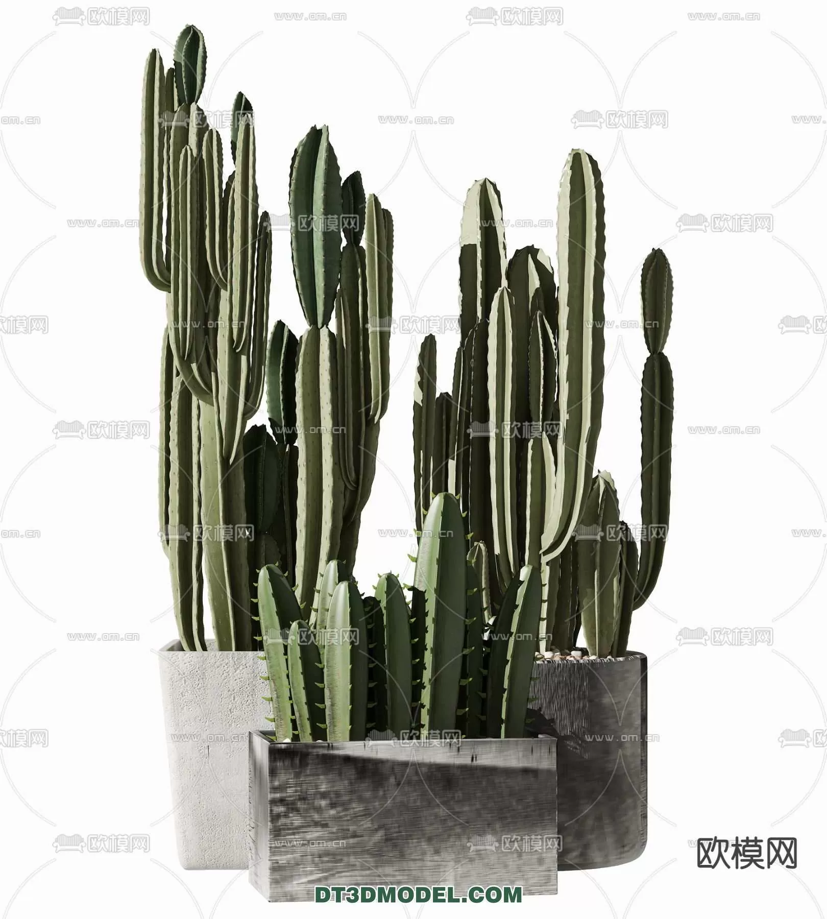 PLANT – CACTUS 3DMODELS – 033