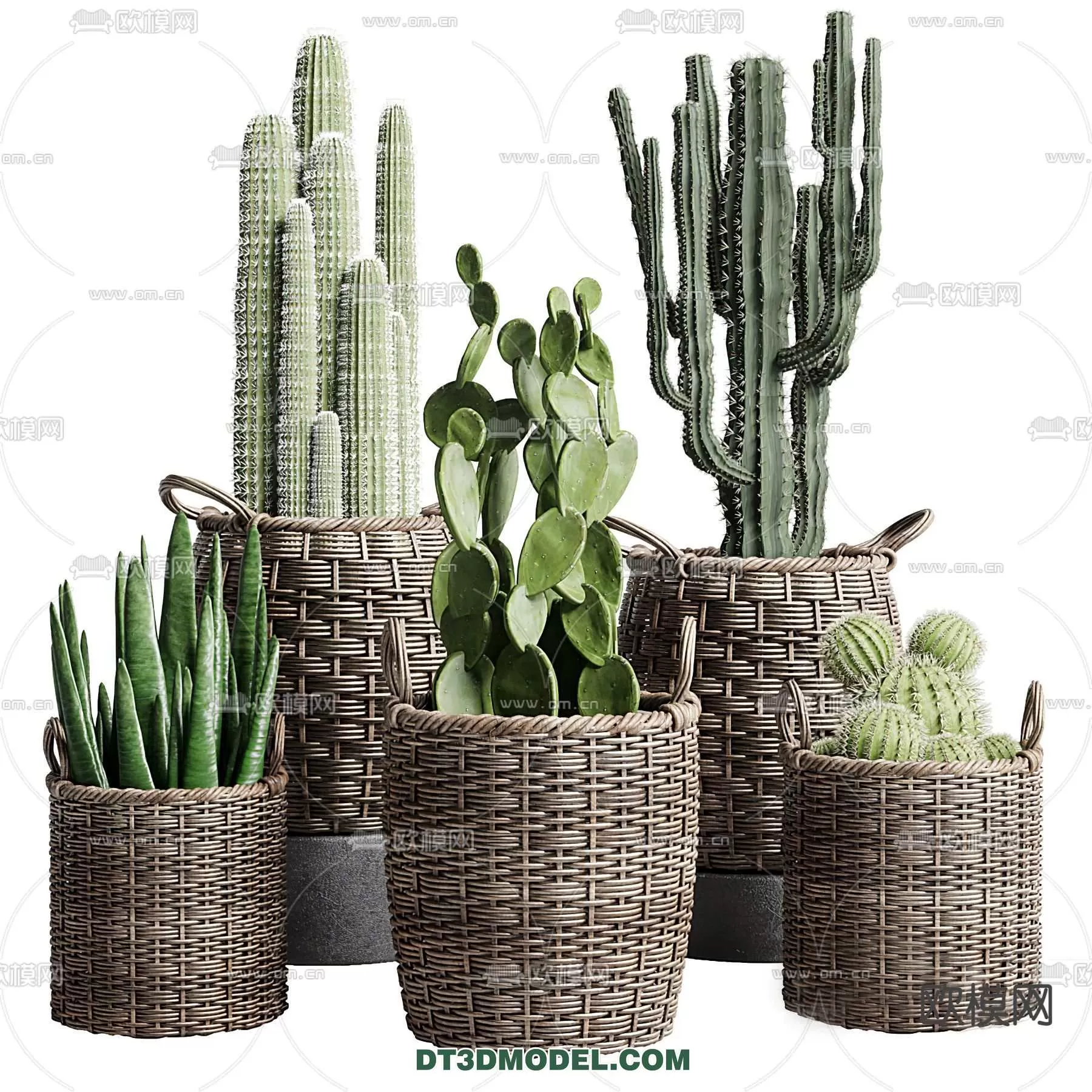 PLANT – CACTUS 3DMODELS – 034
