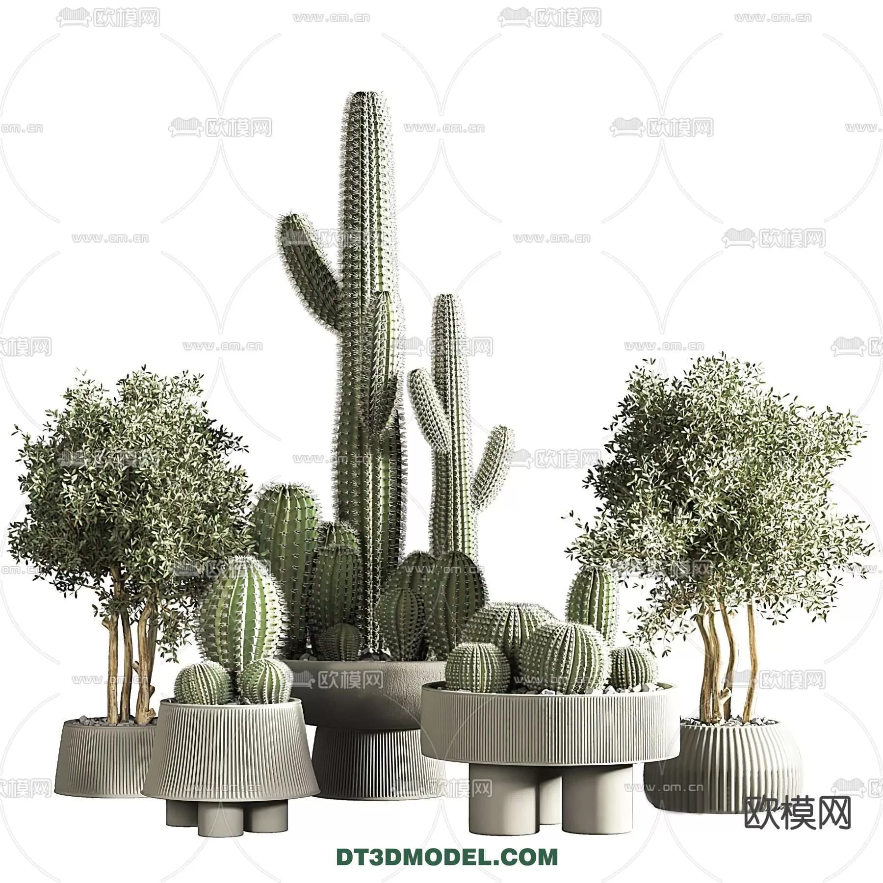 PLANT – CACTUS 3DMODELS – 037