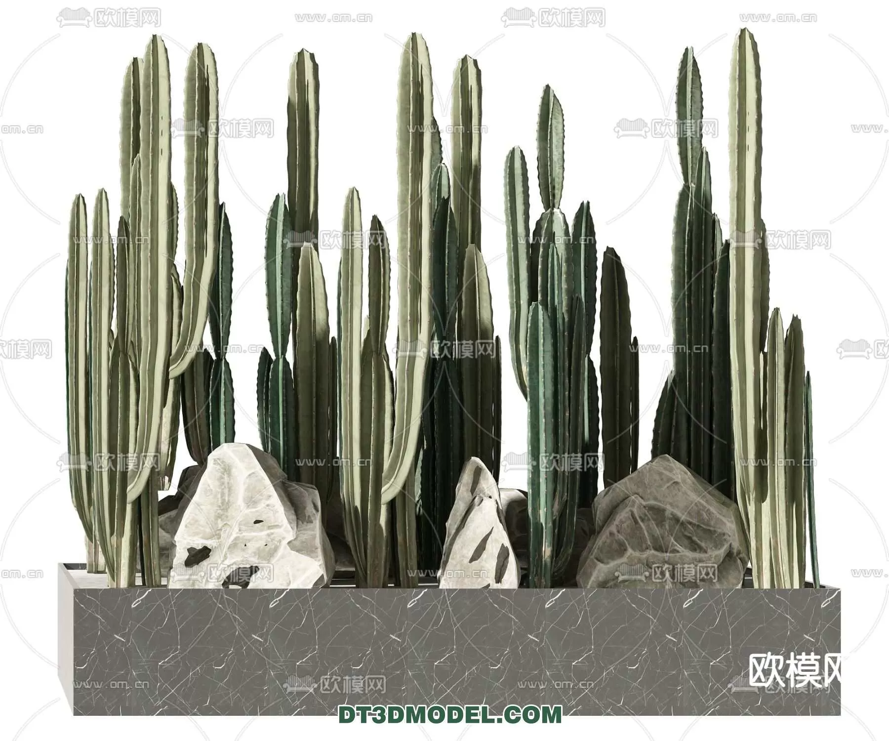 PLANT – CACTUS 3DMODELS – 039