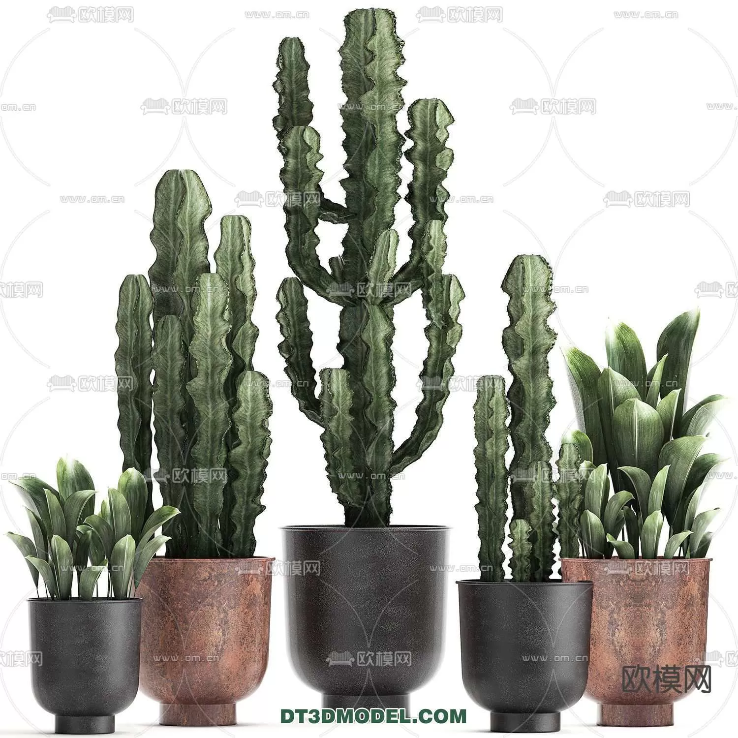 PLANT – CACTUS 3DMODELS – 043