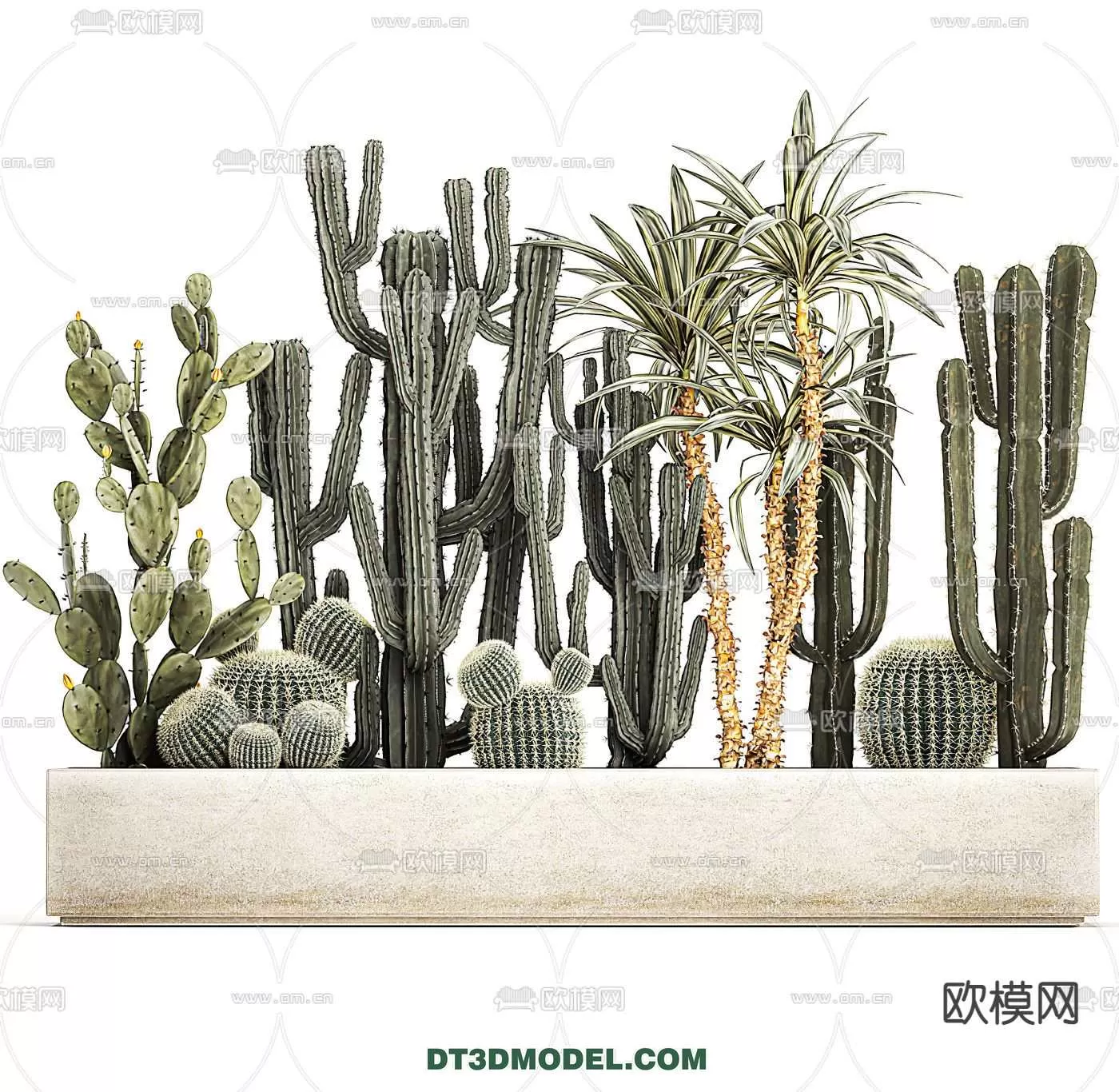 PLANT – CACTUS 3DMODELS – 045