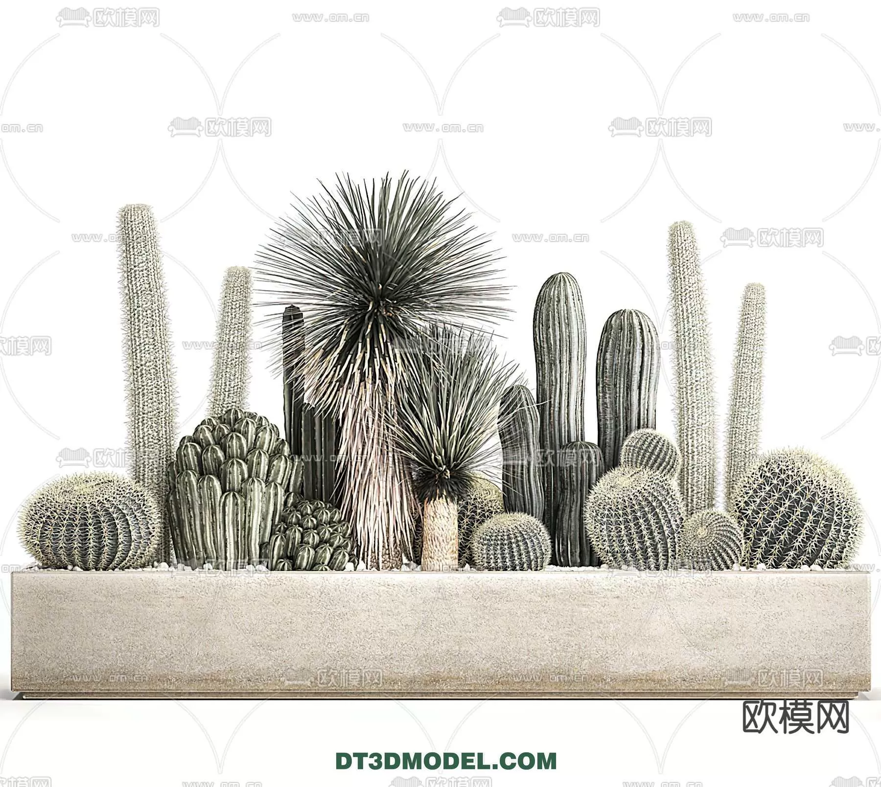 PLANT – CACTUS 3DMODELS – 046