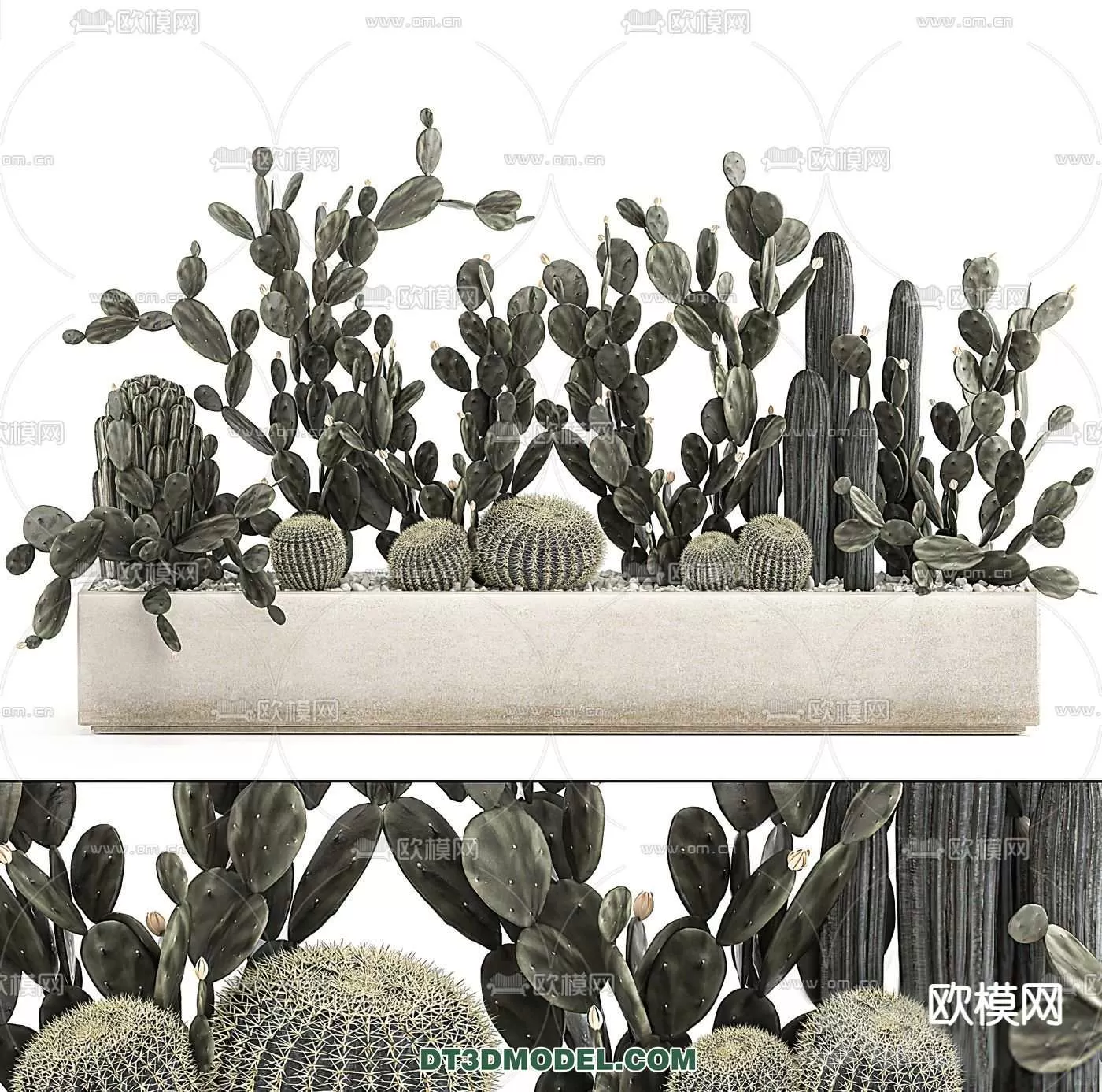 PLANT – CACTUS 3DMODELS – 048