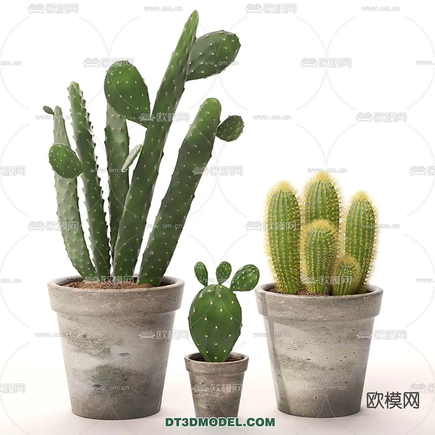 PLANT – CACTUS 3DMODELS – 049