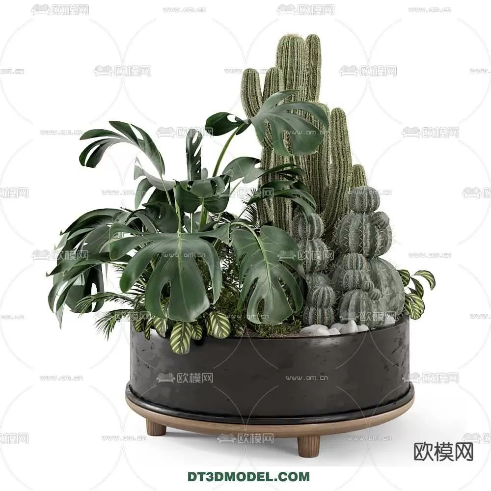 PLANT – CACTUS 3DMODELS – 054