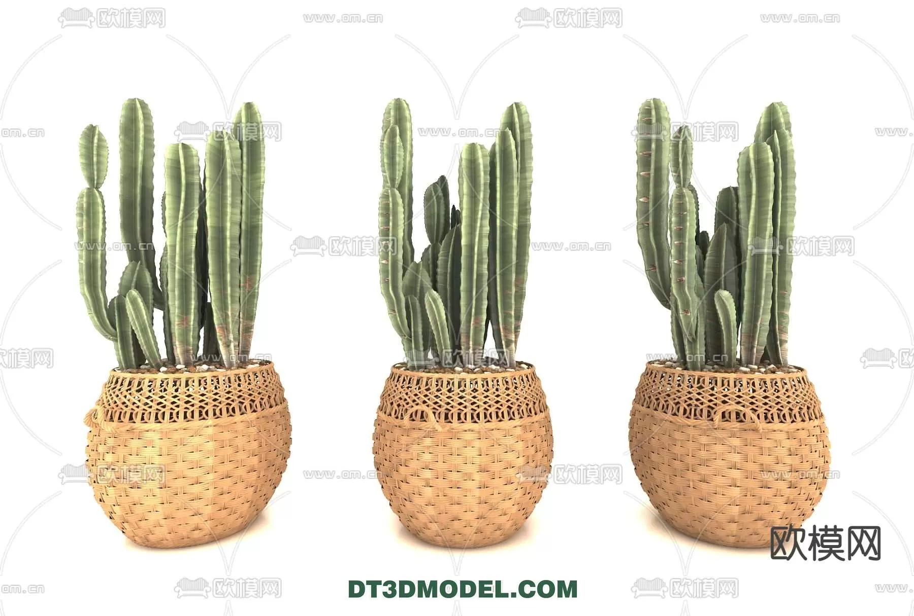 PLANT – CACTUS 3DMODELS – 056