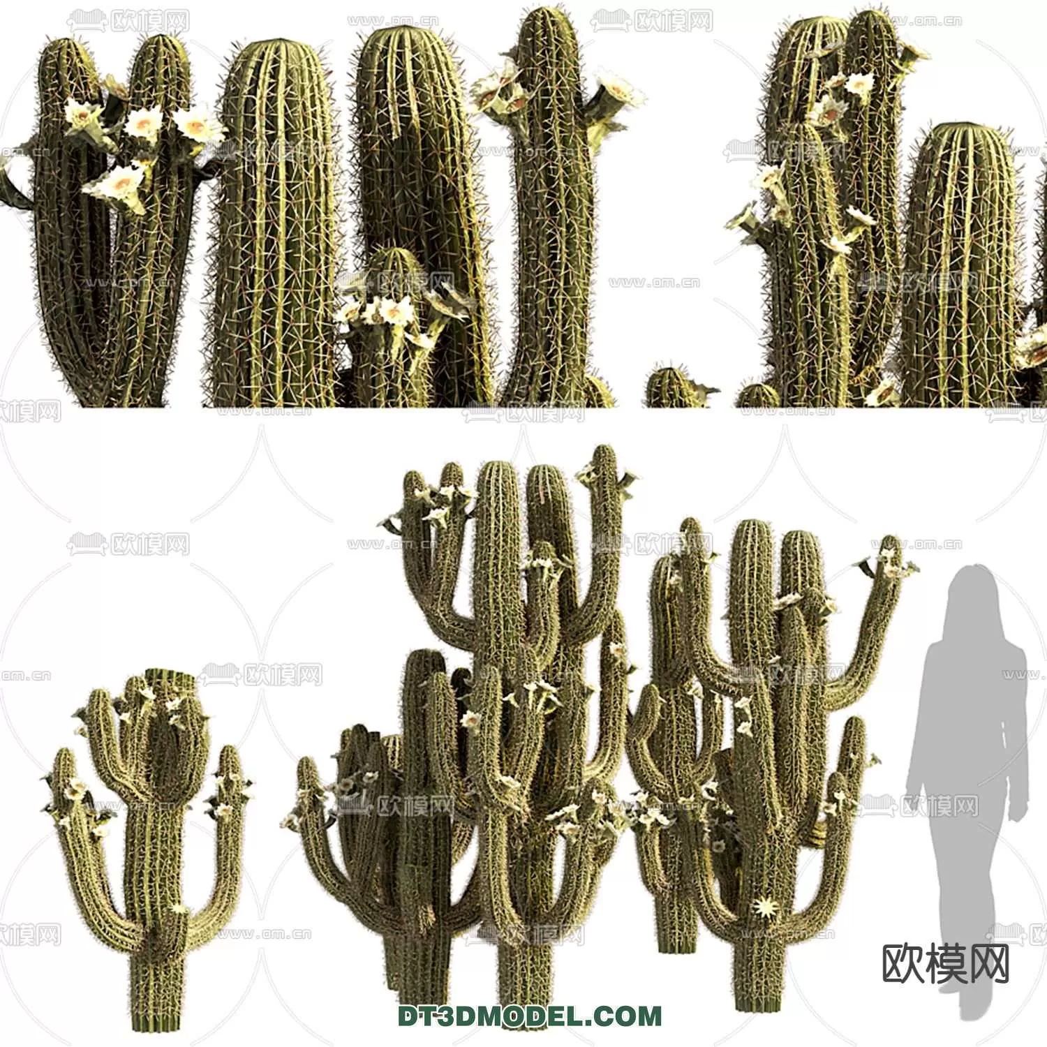 PLANT – CACTUS 3DMODELS – 057