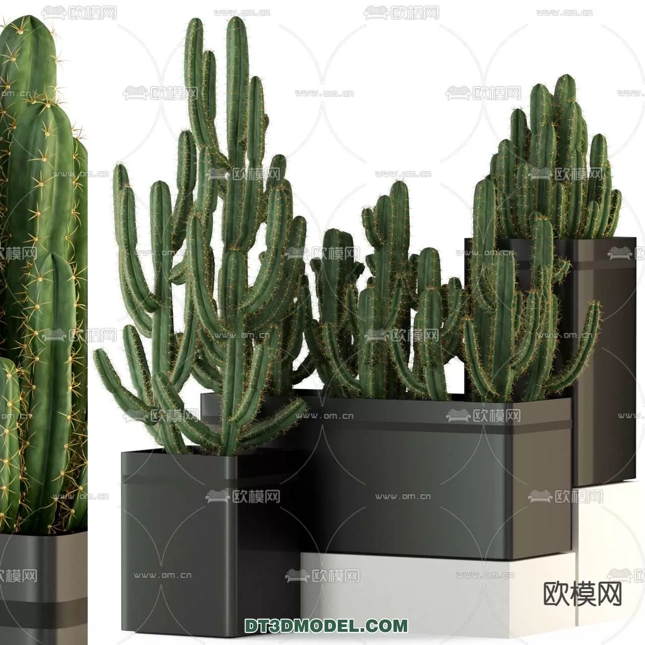 PLANT – CACTUS 3DMODELS – 059