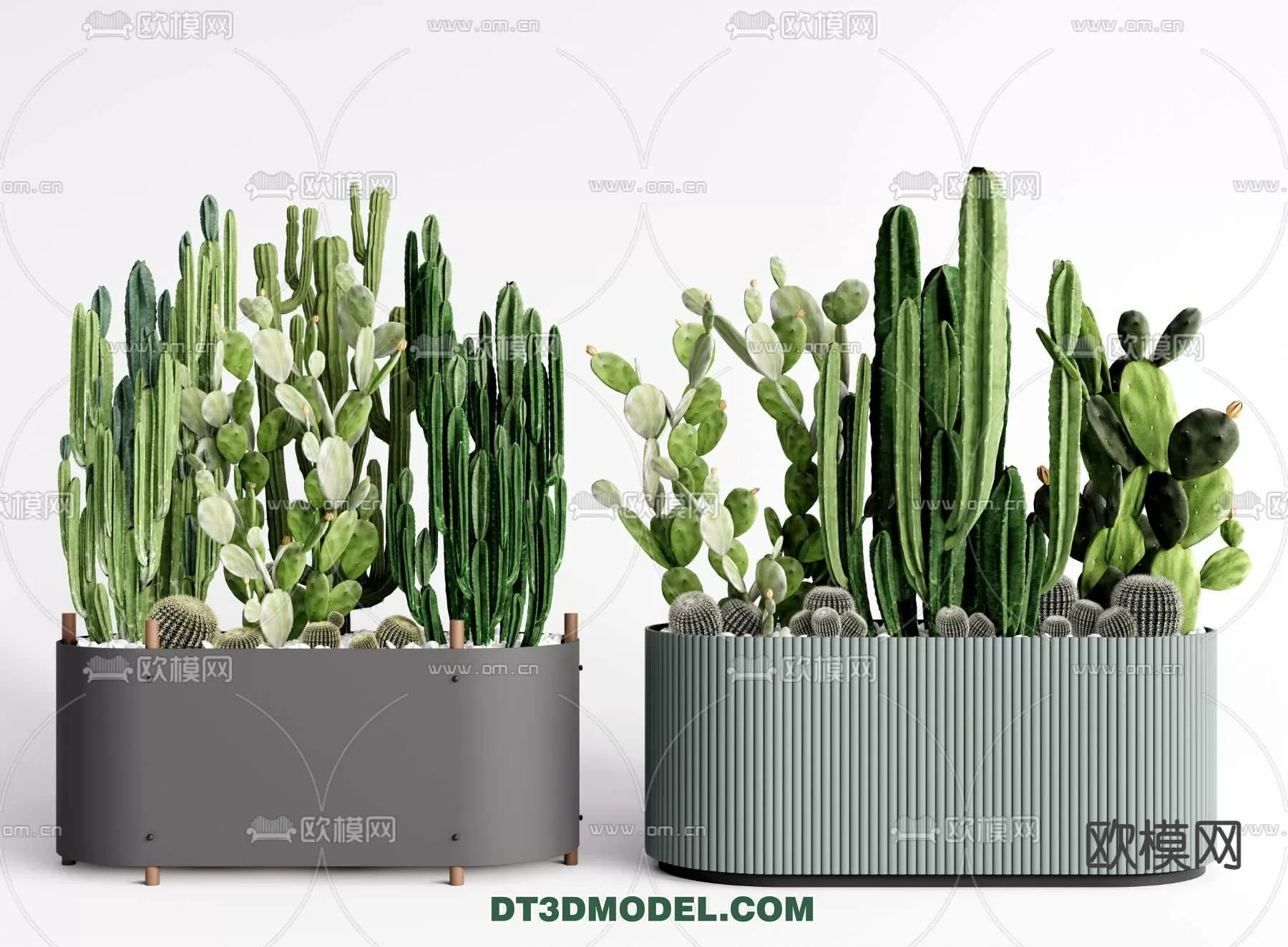 PLANT – CACTUS 3DMODELS – 060