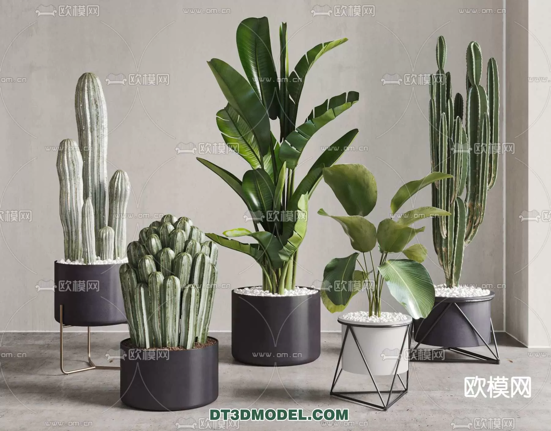 PLANT – CACTUS 3DMODELS – 062