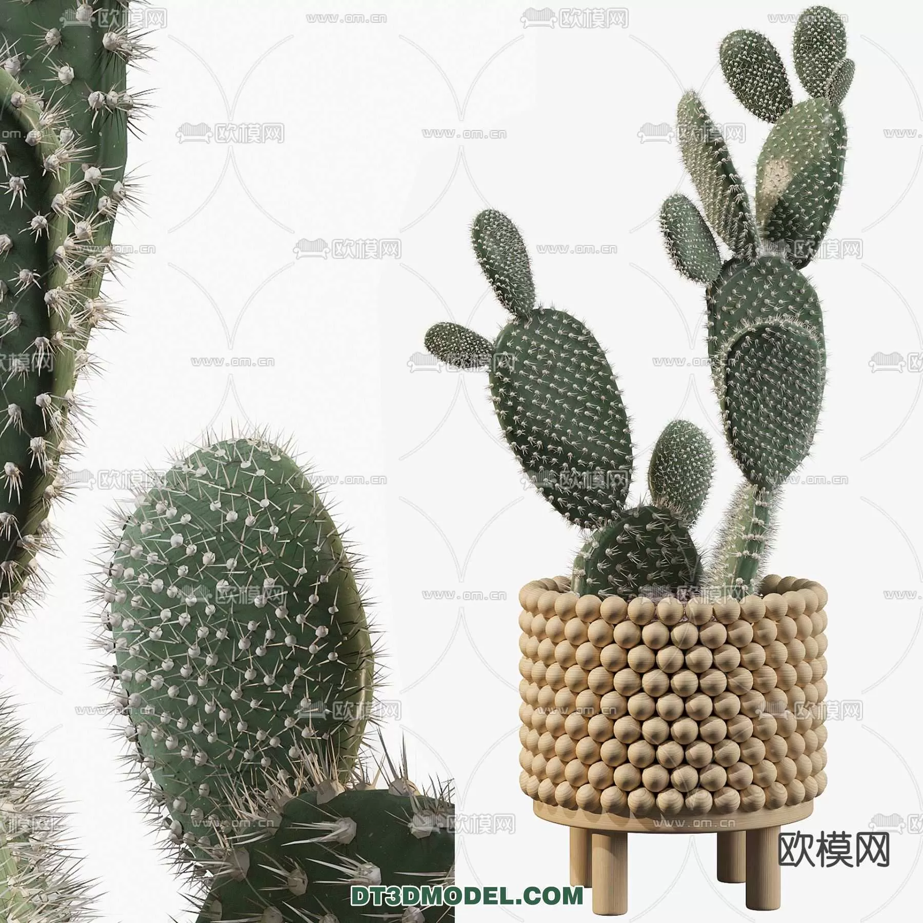 PLANT – CACTUS 3DMODELS – 064