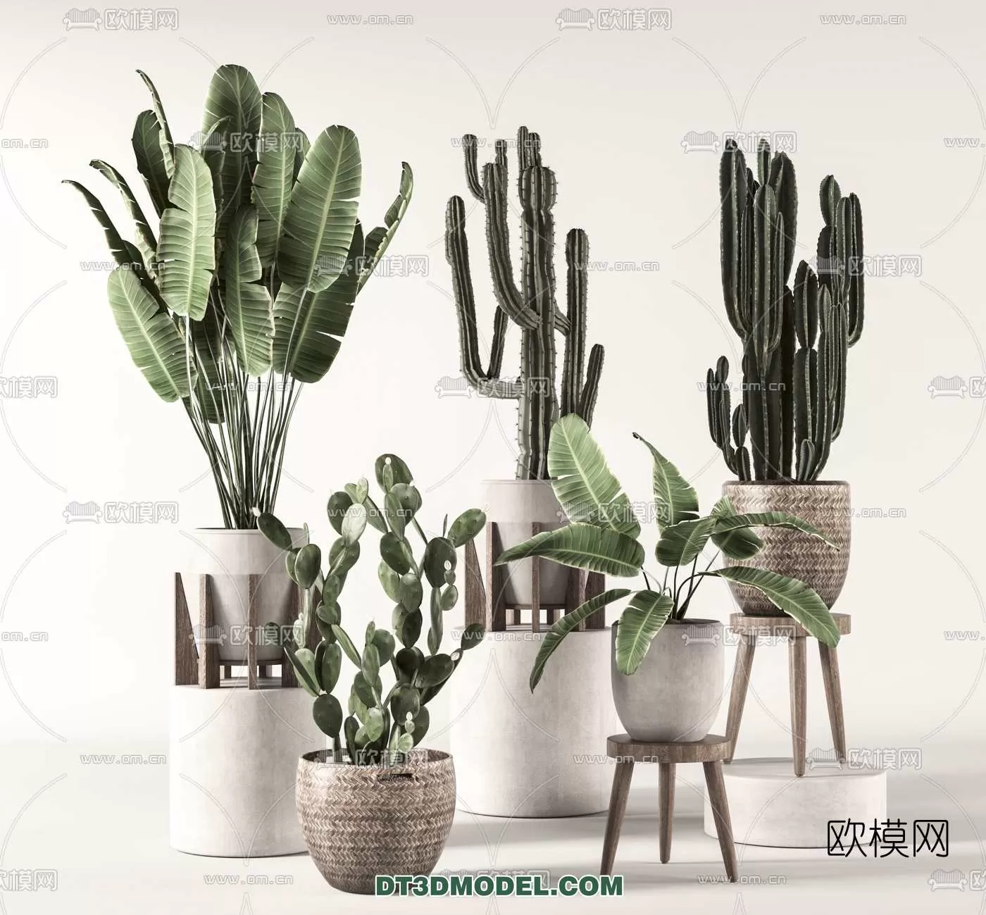 PLANT – CACTUS 3DMODELS – 066