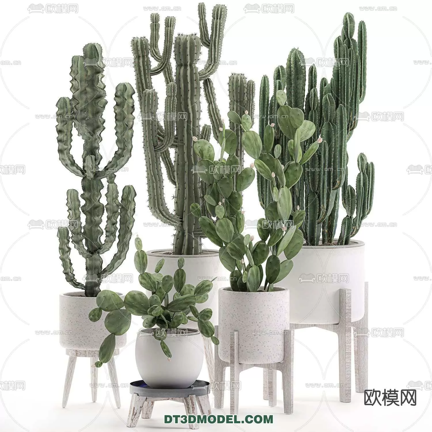 PLANT – CACTUS 3DMODELS – 070