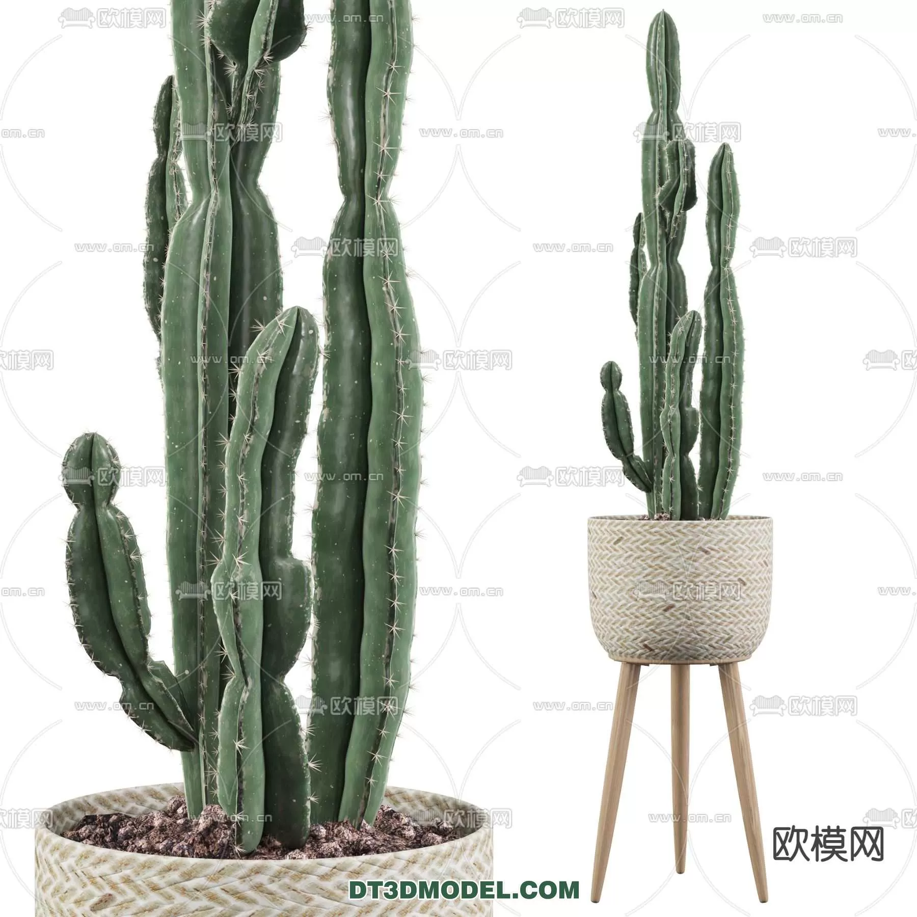 PLANT – CACTUS 3DMODELS – 071
