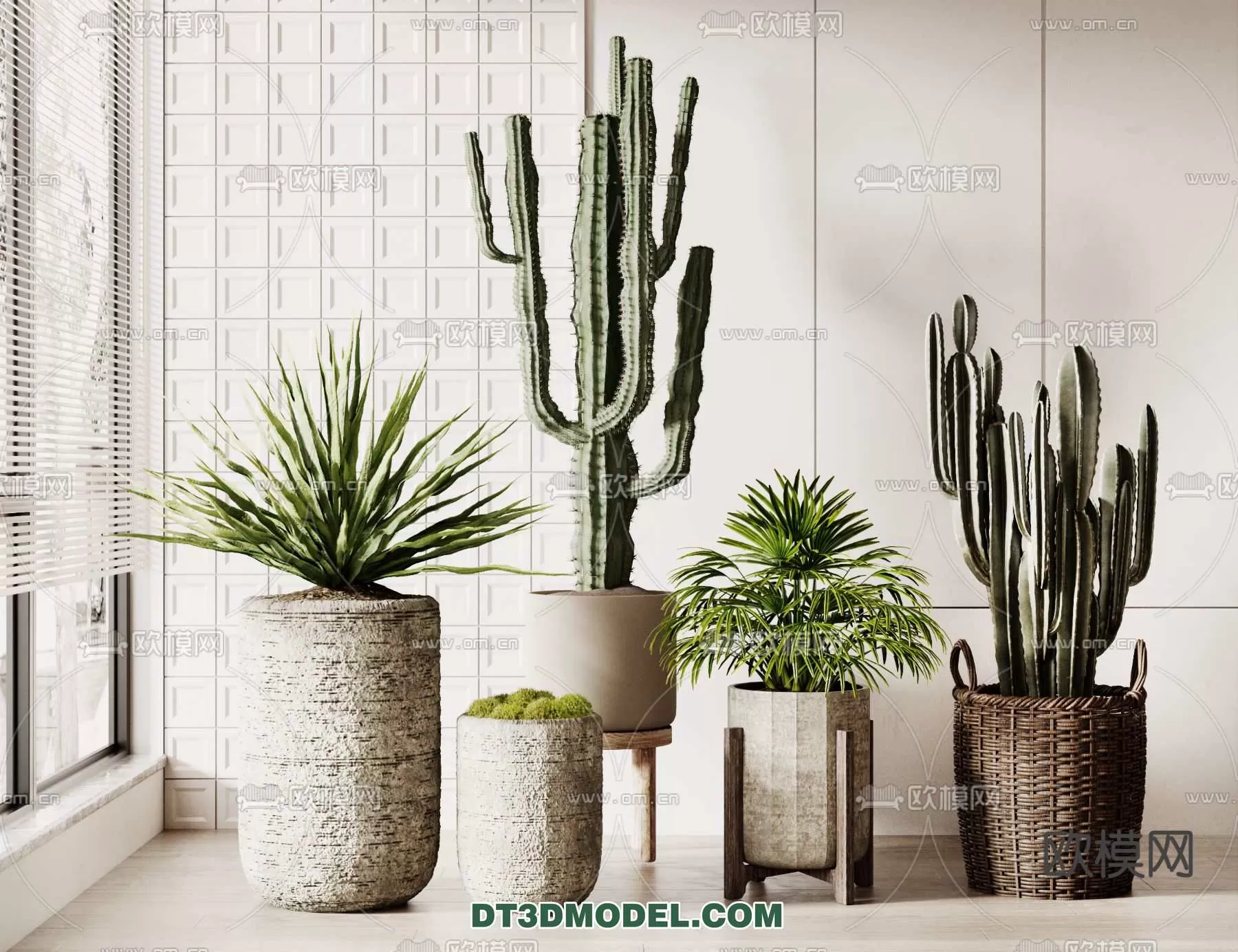 PLANT – CACTUS 3DMODELS – 072