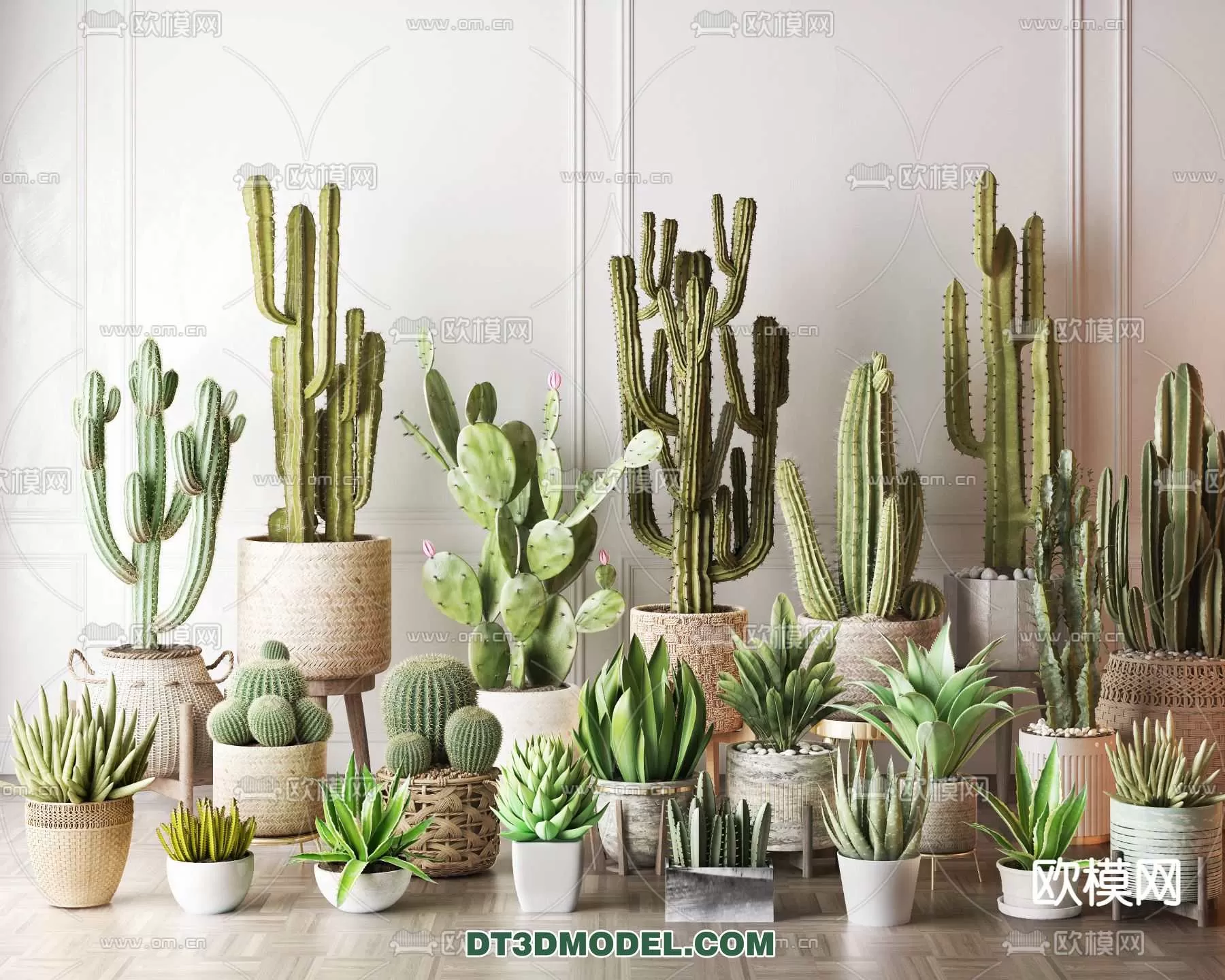 PLANT – CACTUS 3DMODELS – 074