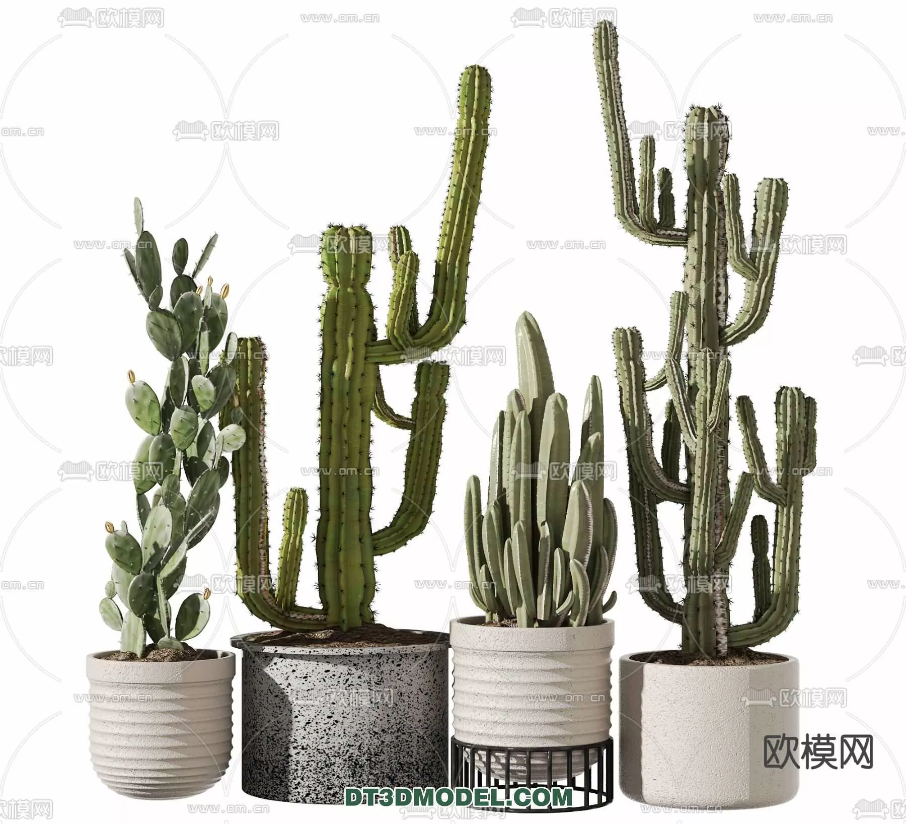 PLANT – CACTUS 3DMODELS – 077