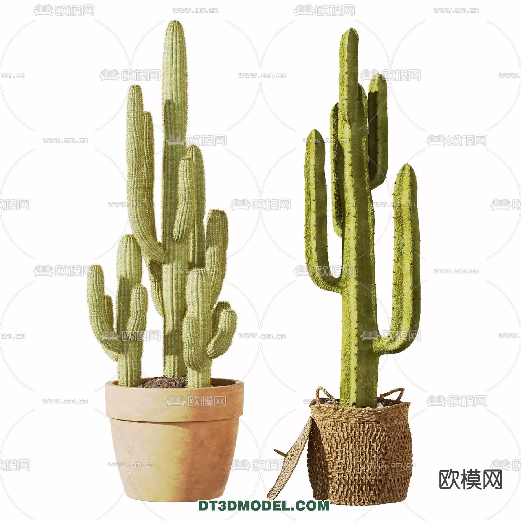 PLANT – CACTUS 3DMODELS – 080