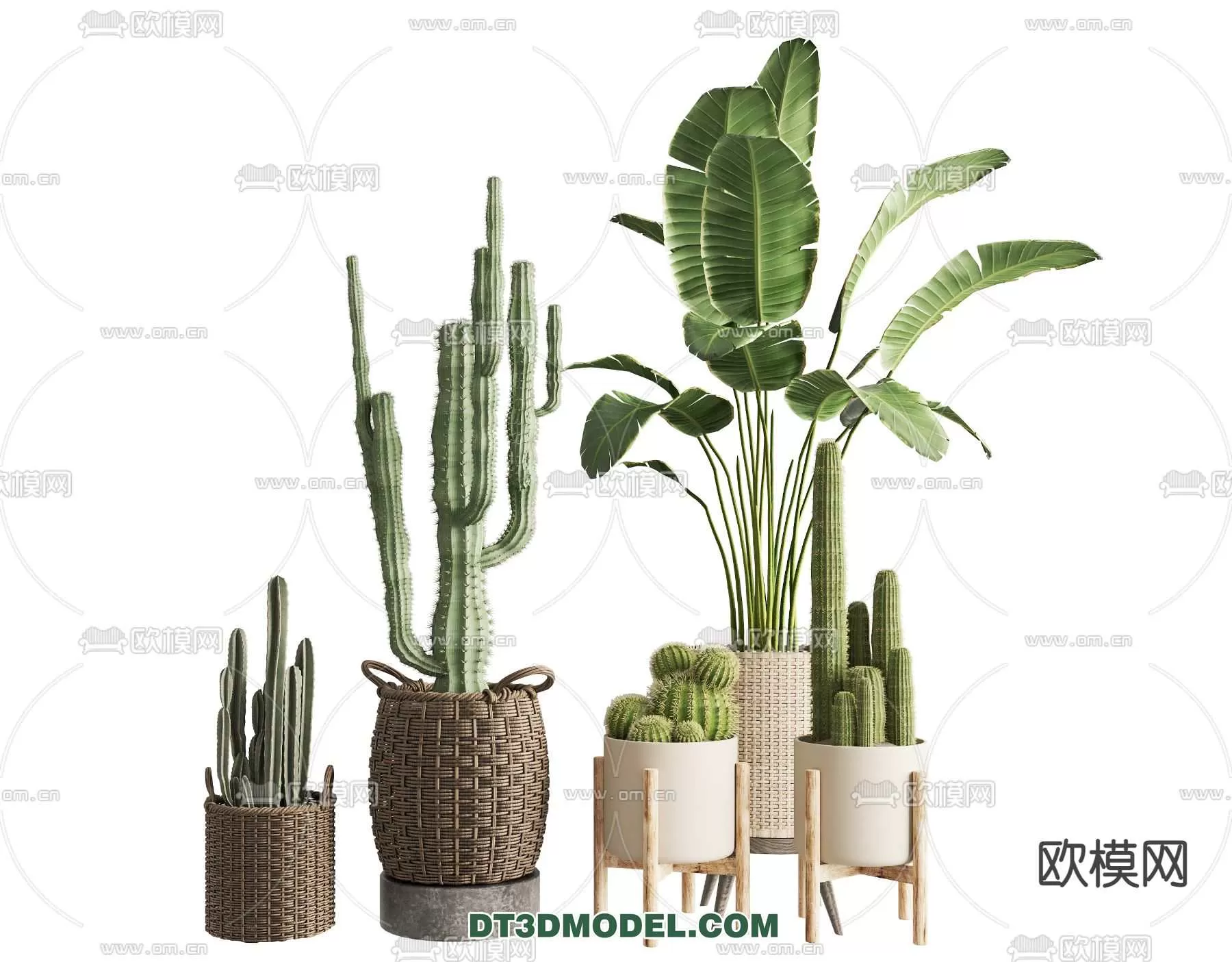 PLANT – CACTUS 3DMODELS – 083