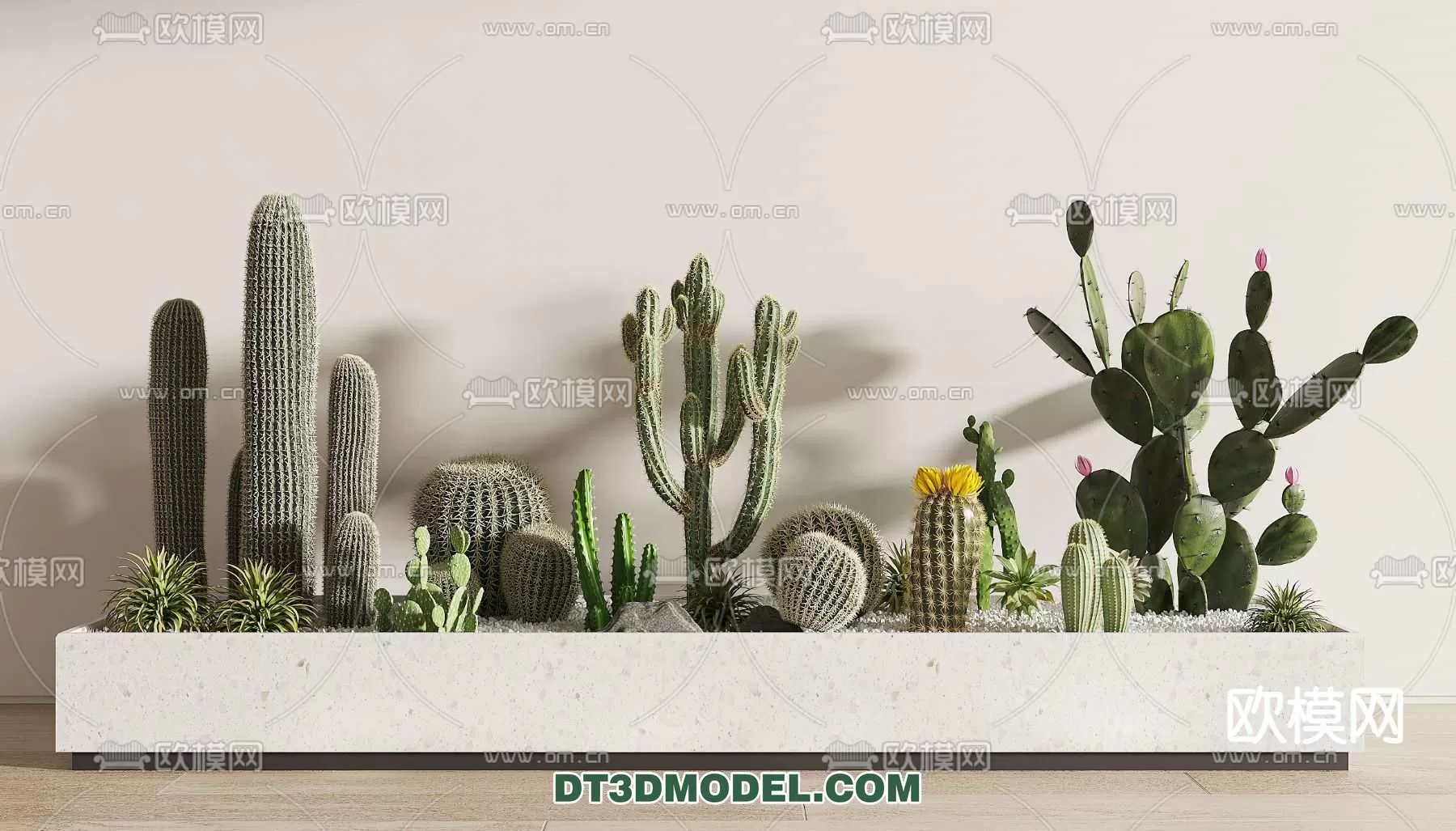 PLANT – CACTUS 3DMODELS – 084