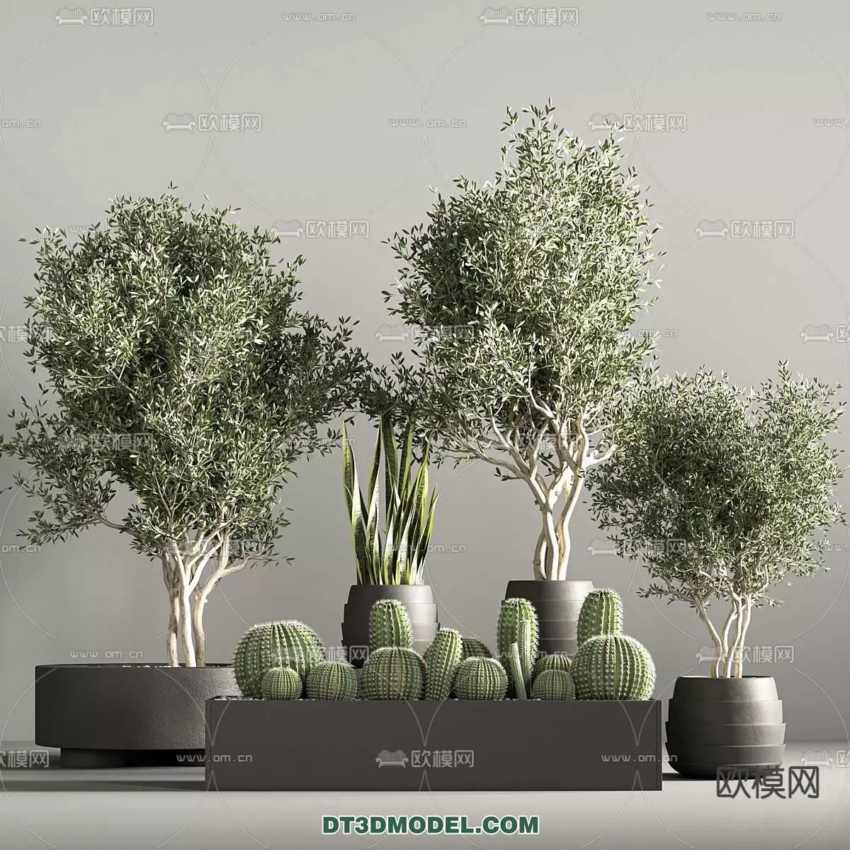 PLANT – CACTUS 3DMODELS – 089